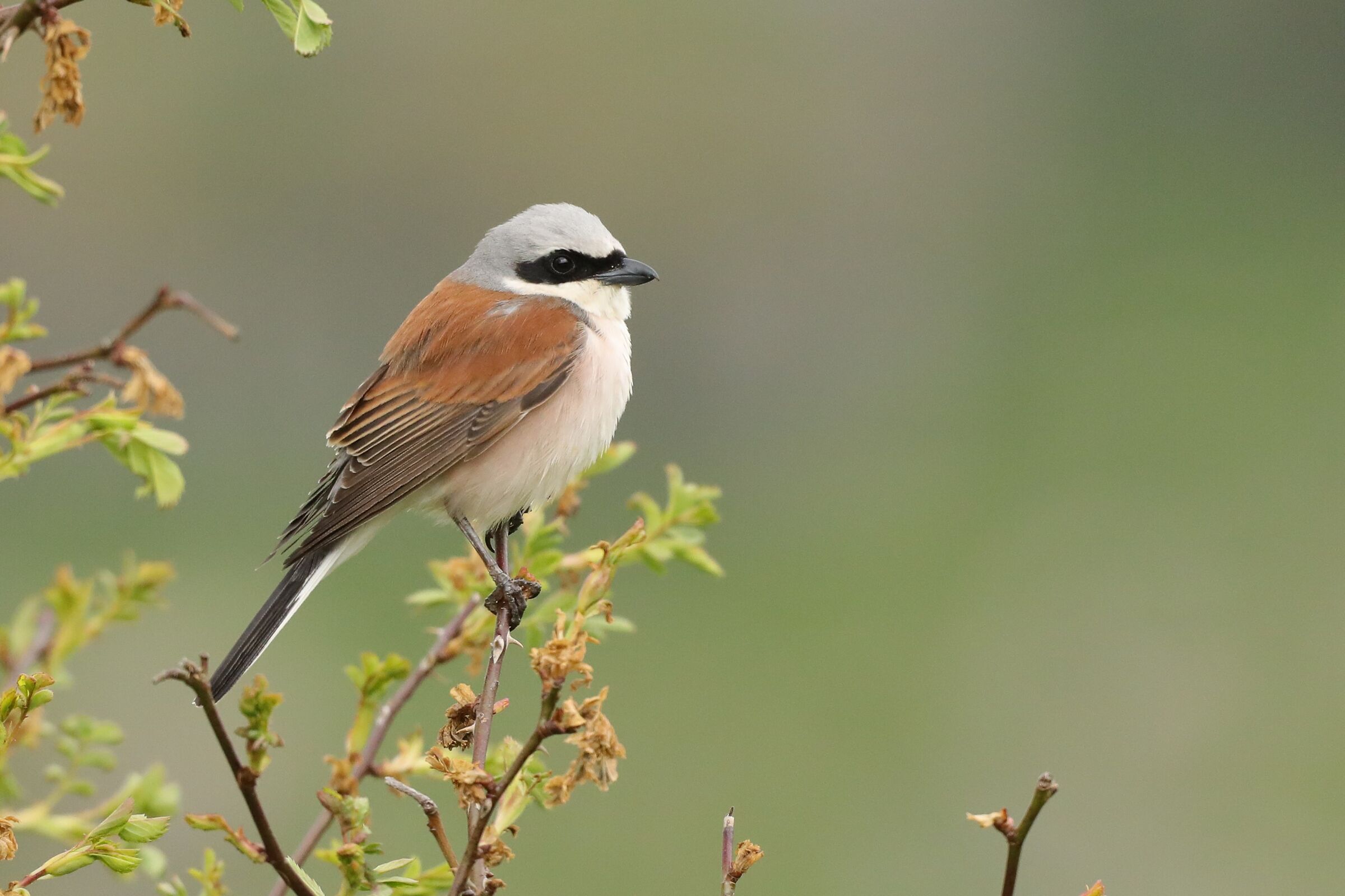 Red-backed shrike