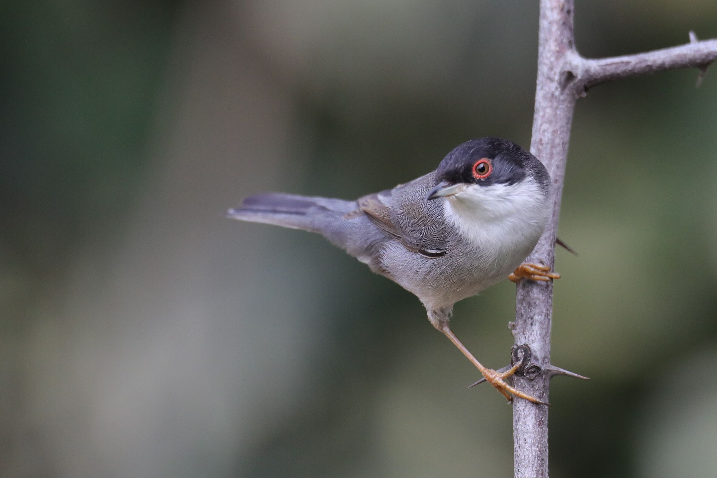 Sardinian warbler