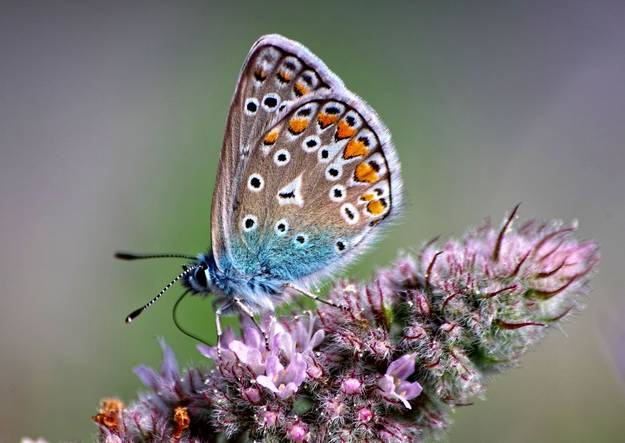 Eumedonia eumedon