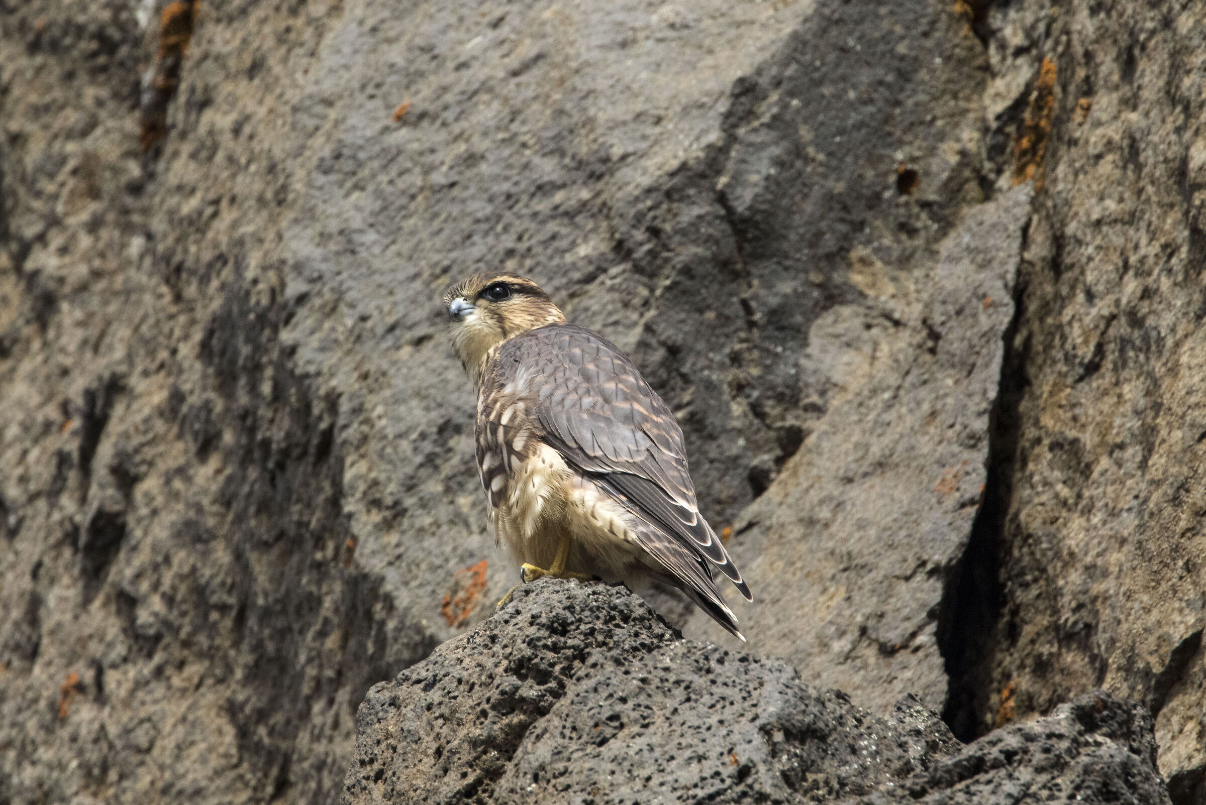 Merlin (Iceland)