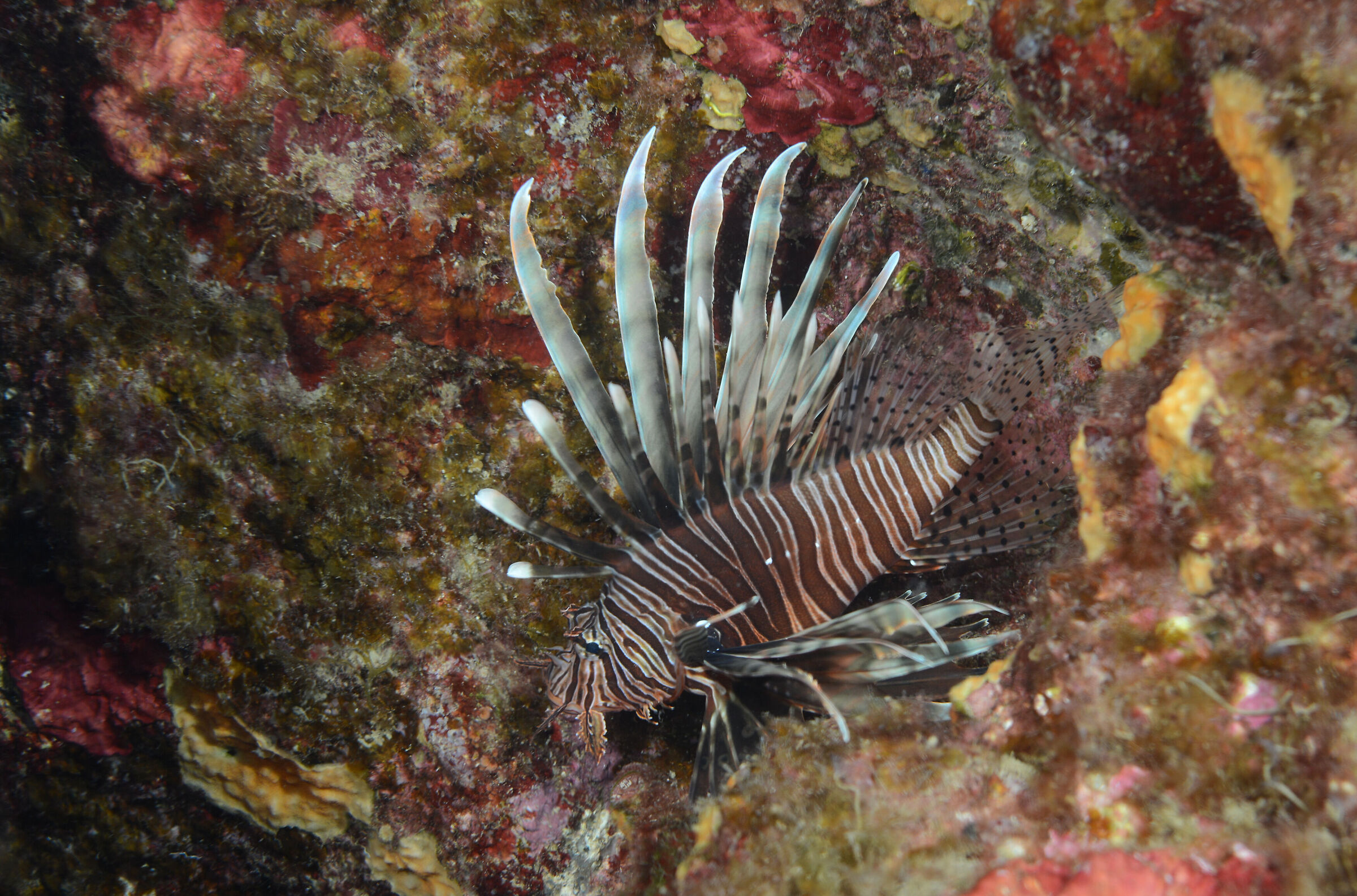 Lionfish