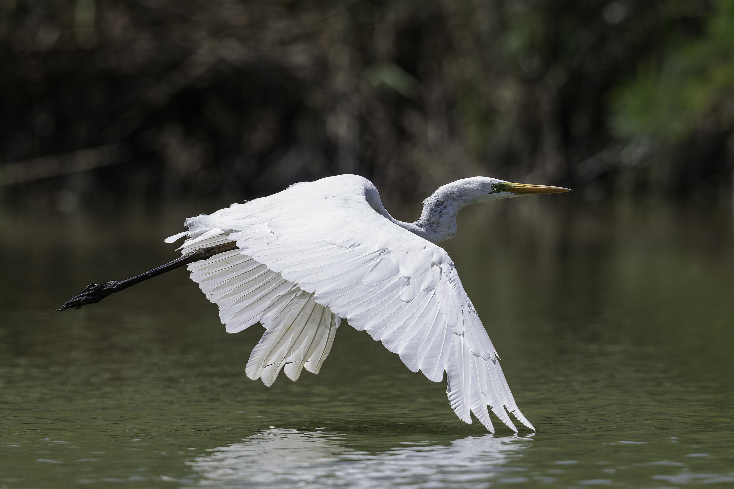 Great Egret