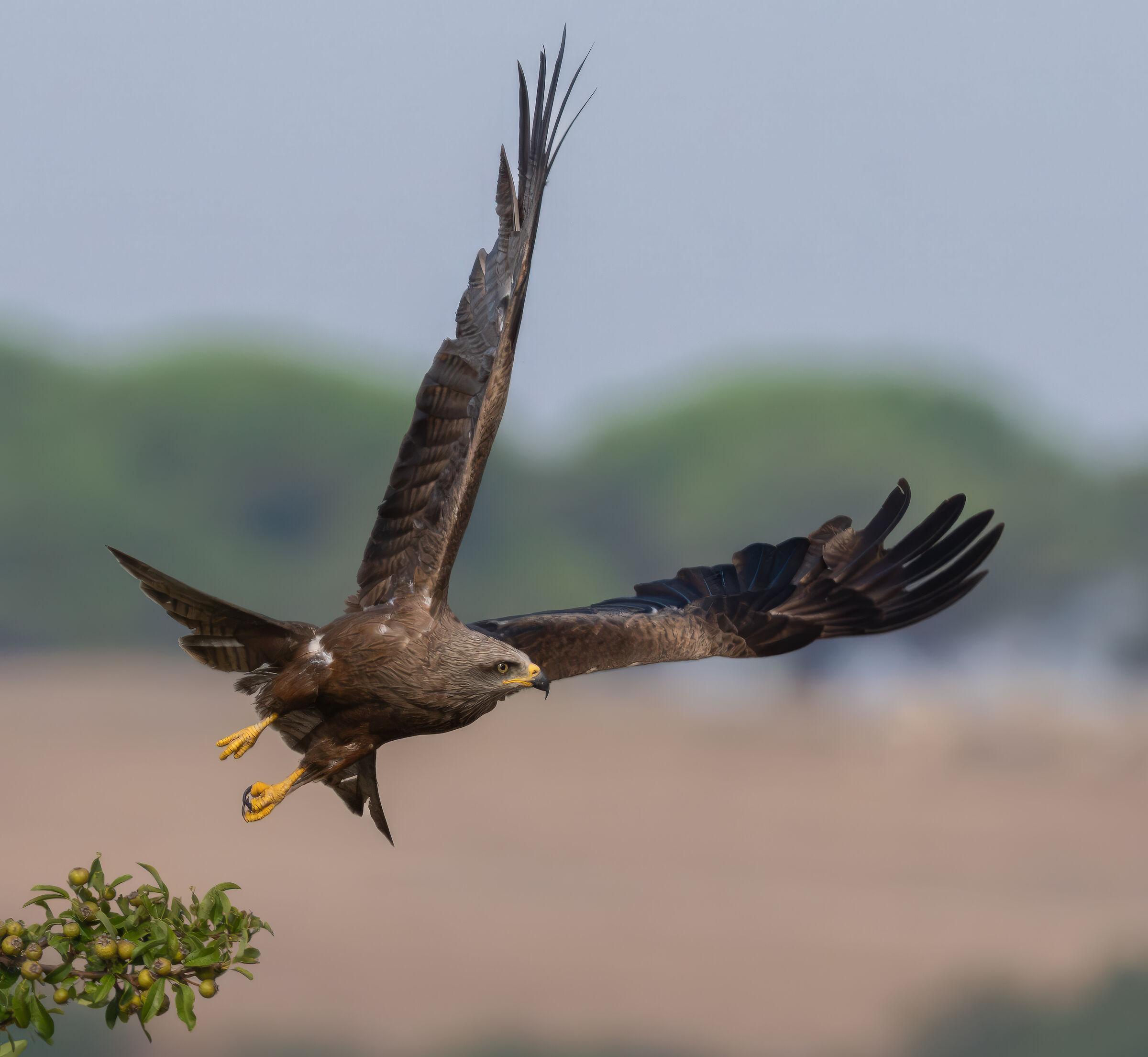The detachment of the black kite