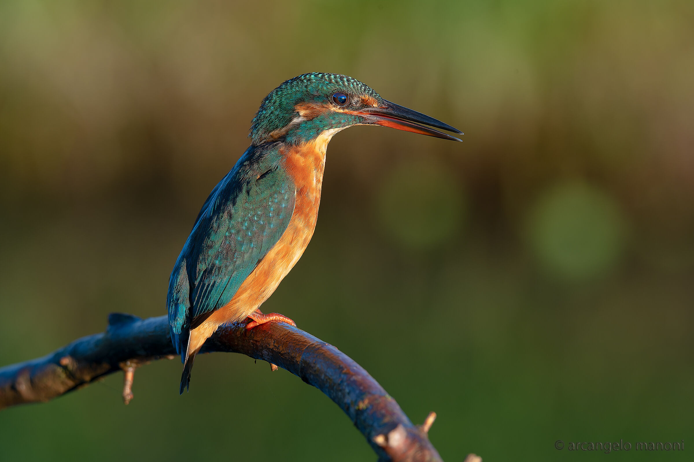 Quando le prime luci del sole accarezzano il martino