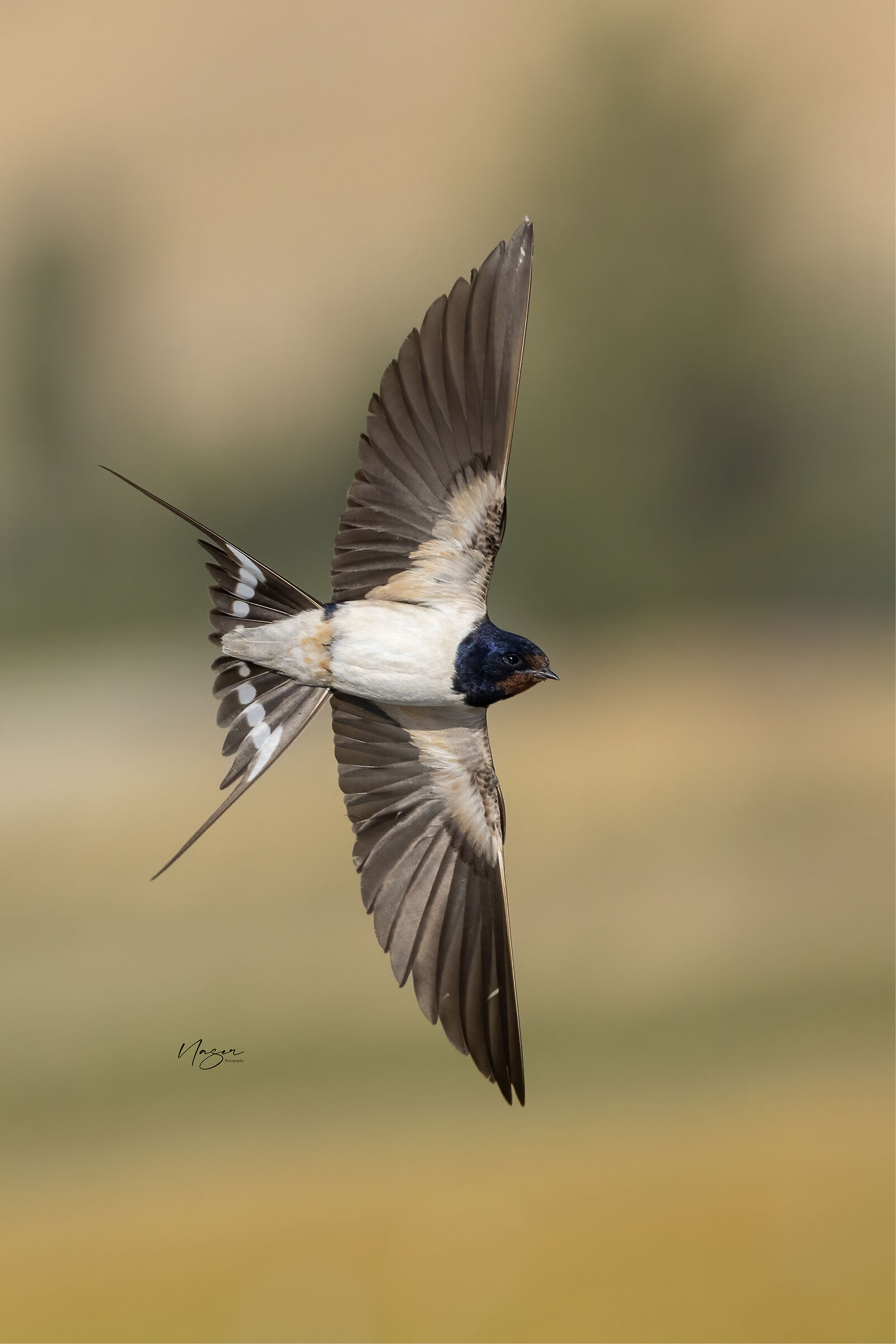Barn Swallow