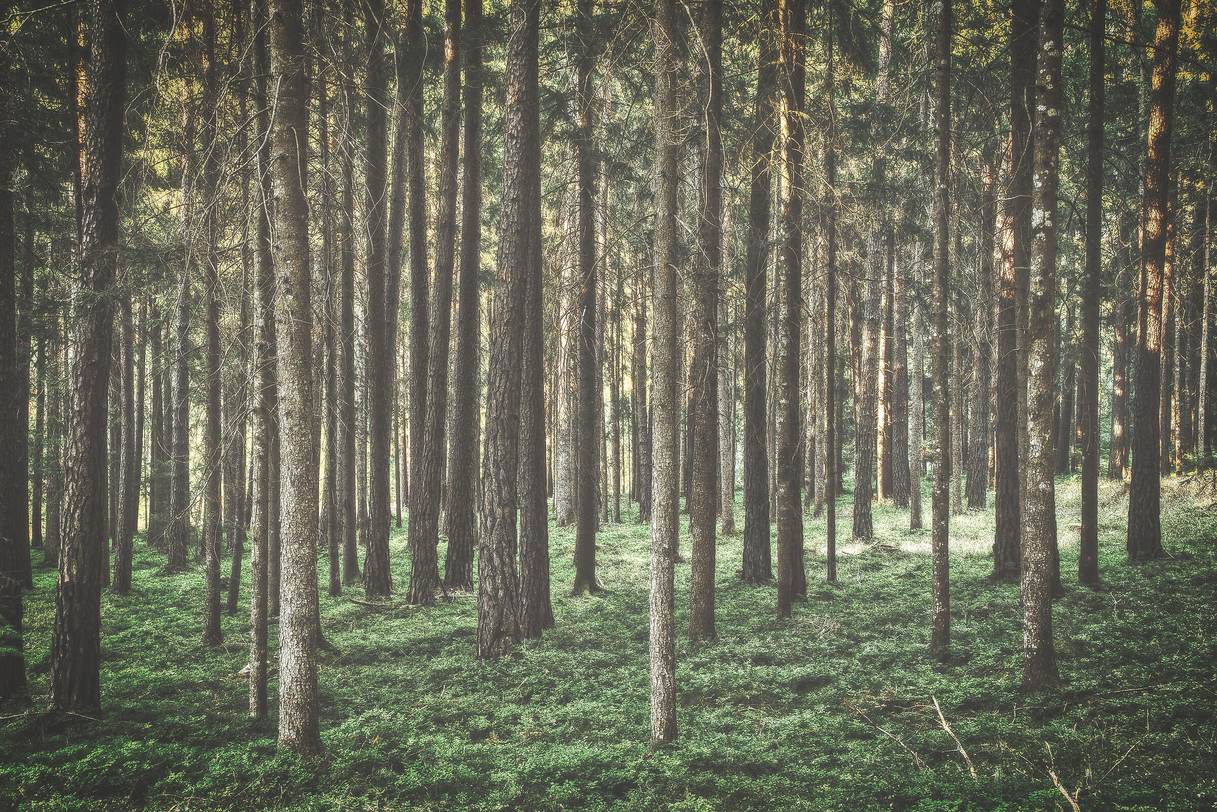 The forest in Pusteria