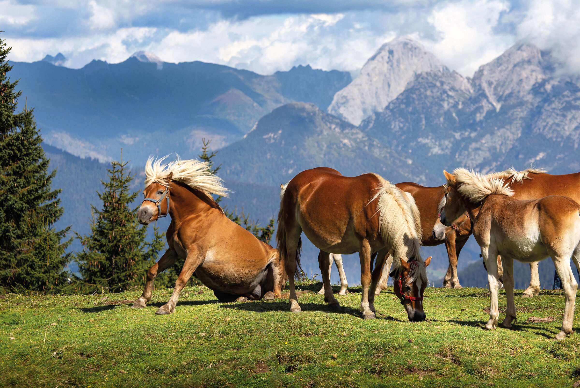 manes in the wind, Cadore