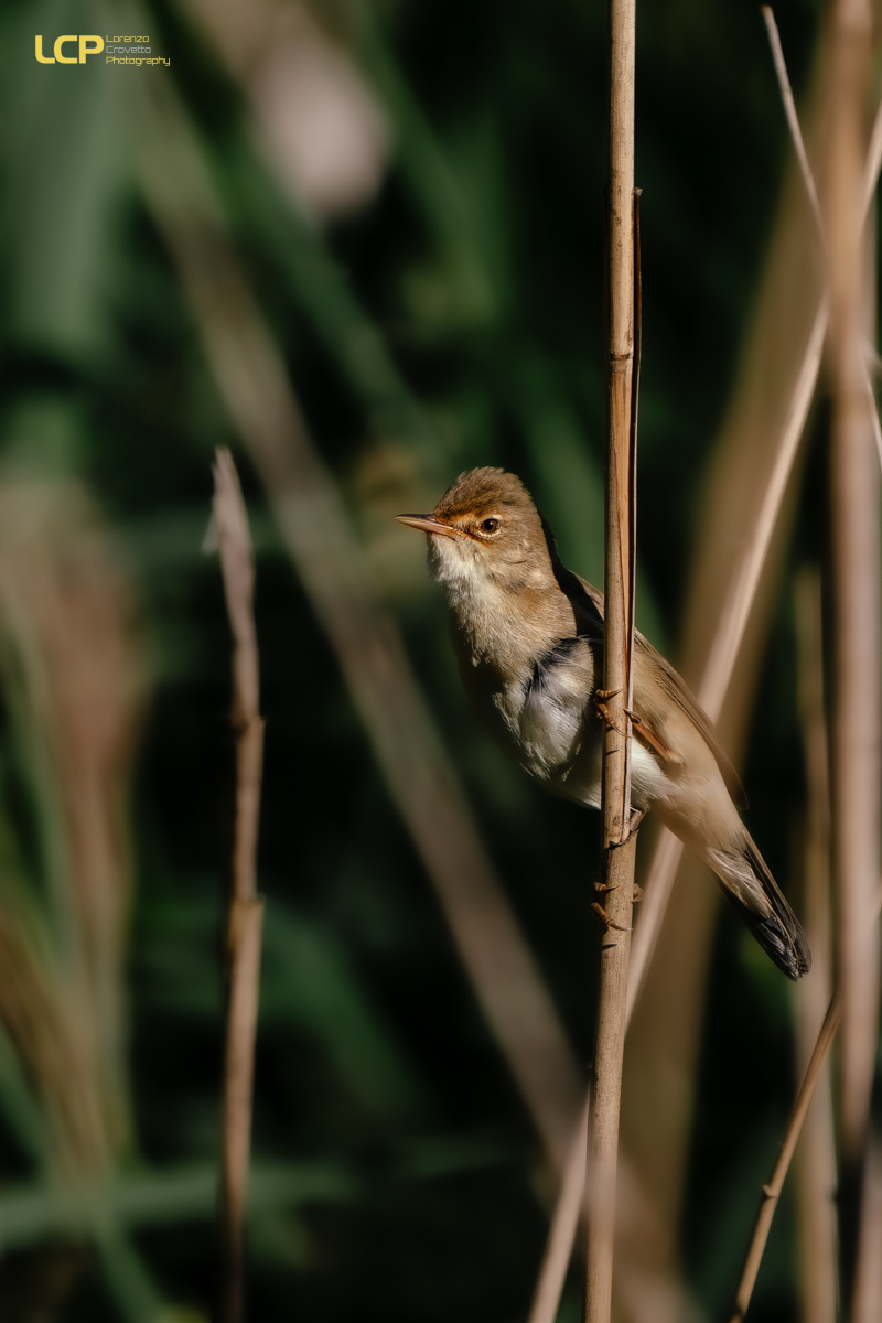 Greenish reed warbler