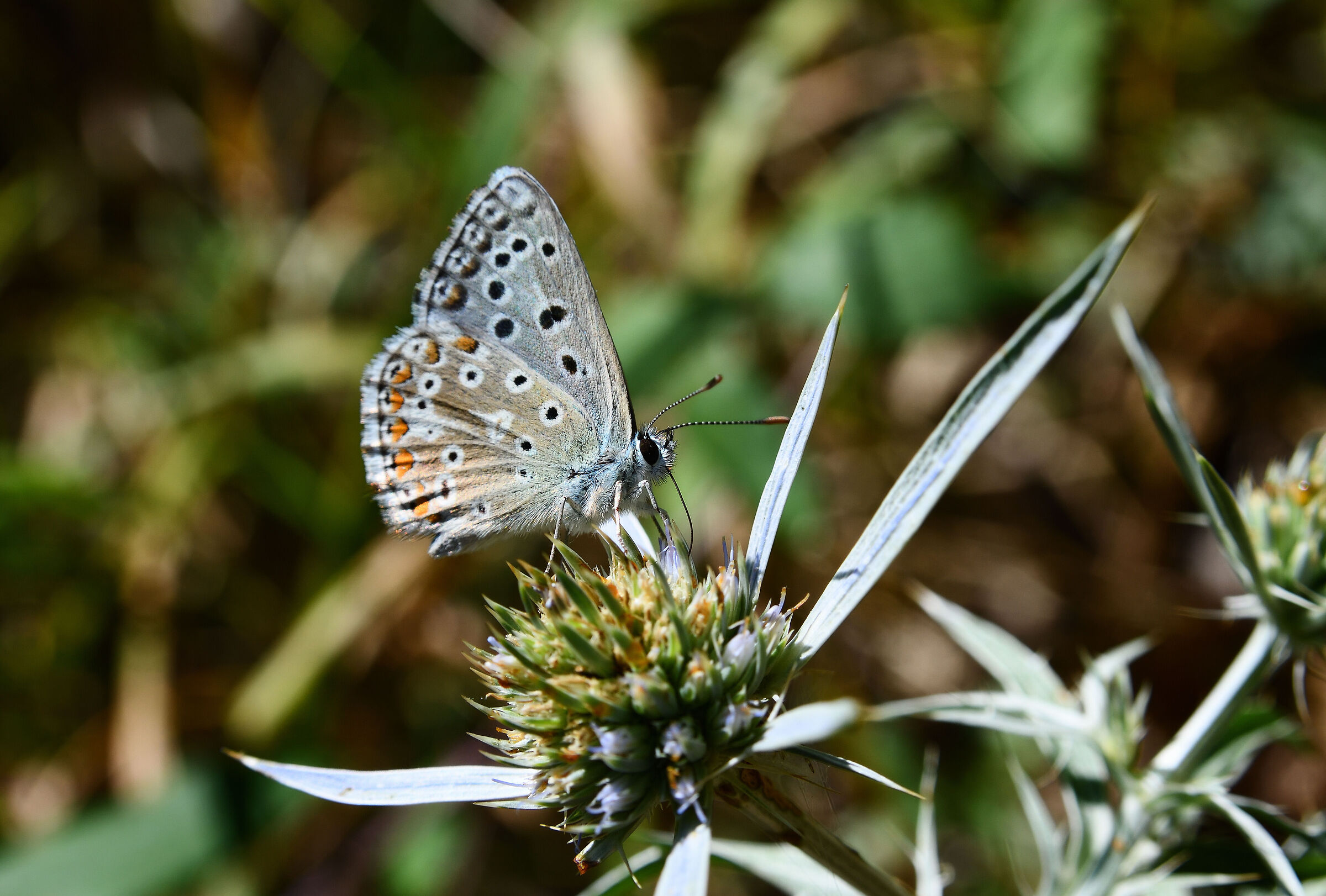 Polyommatus icarus