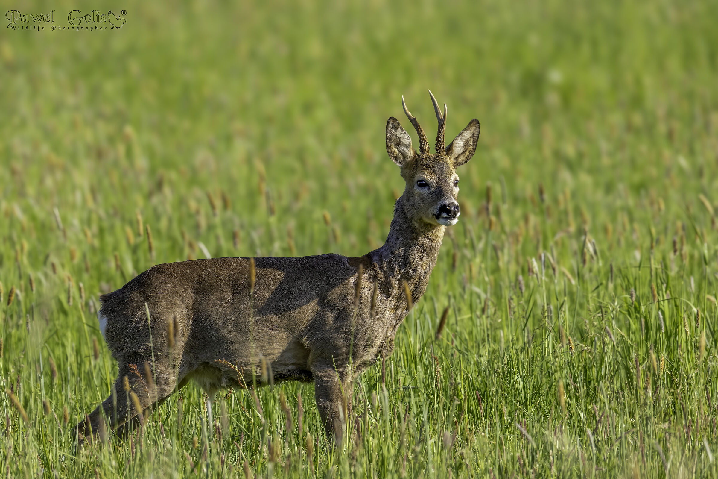 Capriolo (Capreolus capreolus)