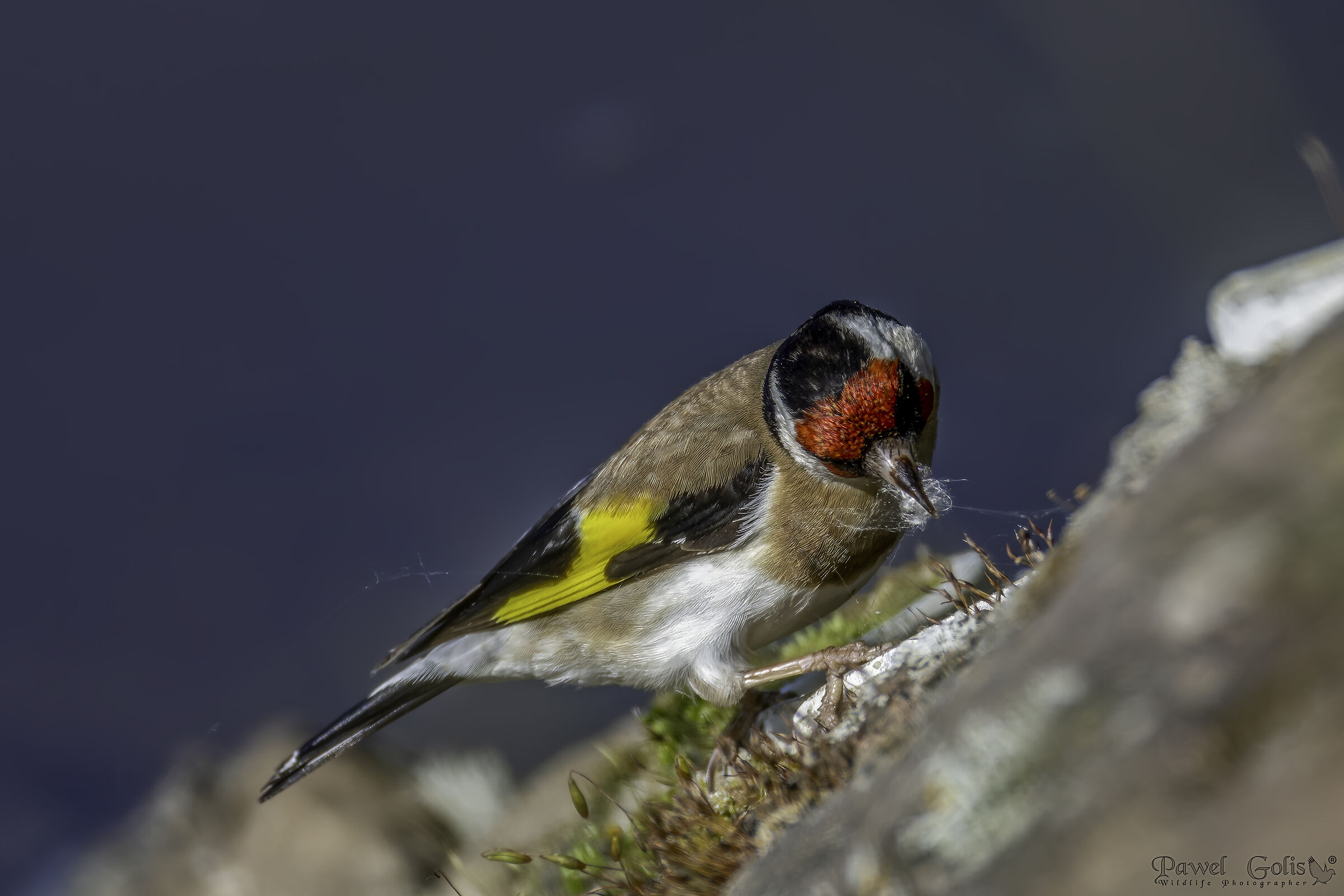 Cardellino (Carduelis carduelis)