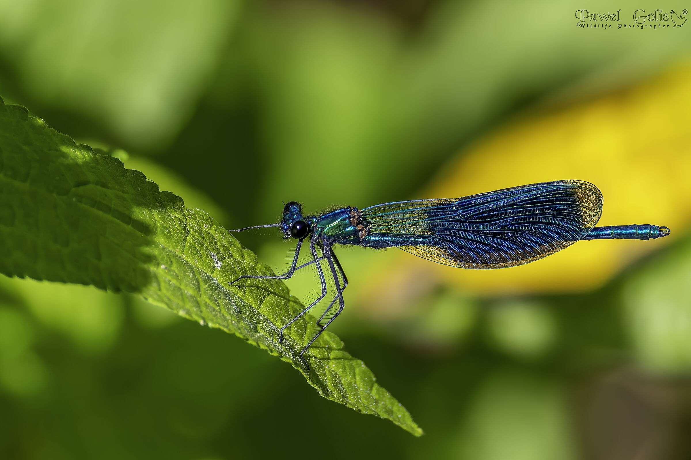 La damigella fasciata (Calopteryx splendens)