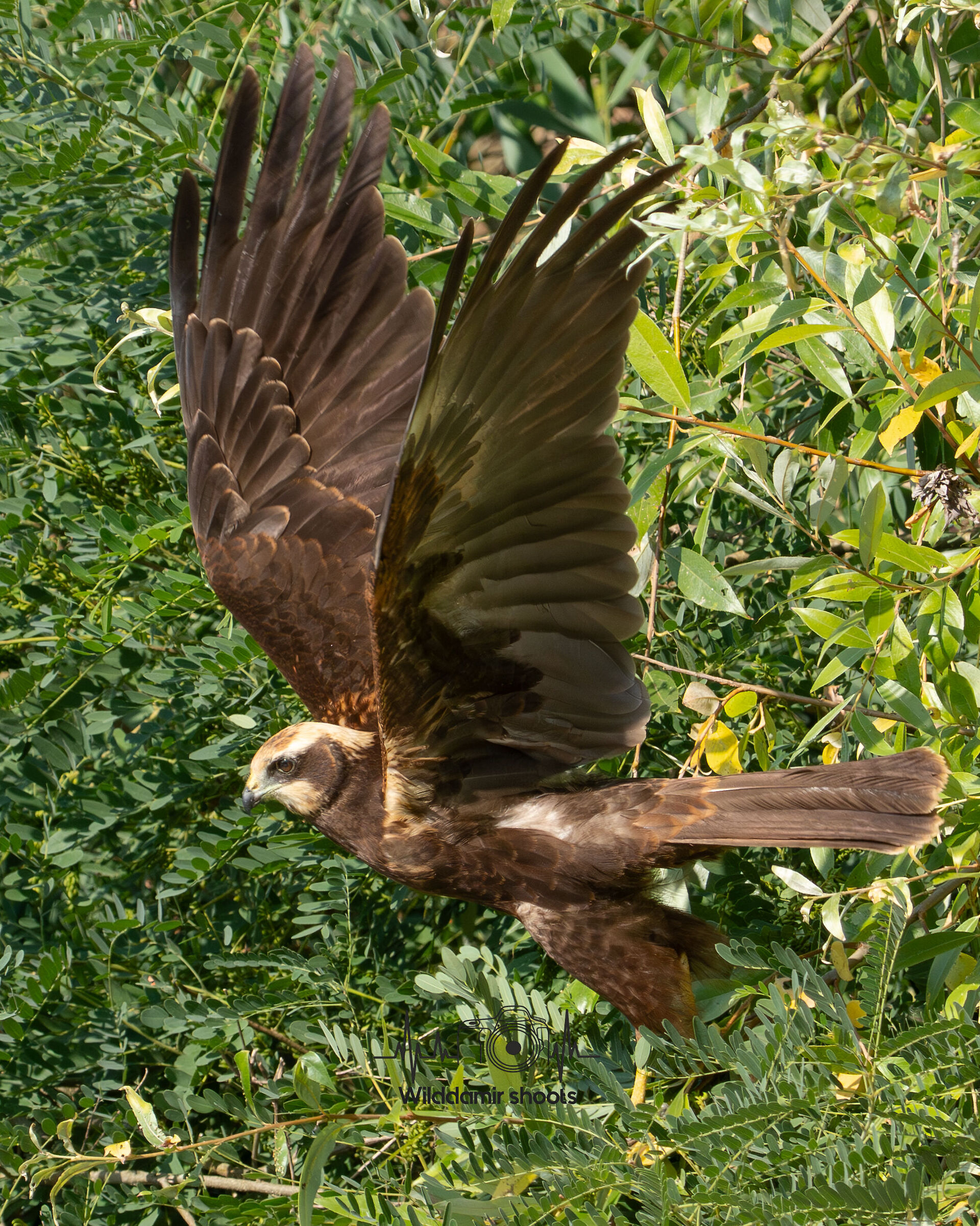 Take-off of marsh harrier