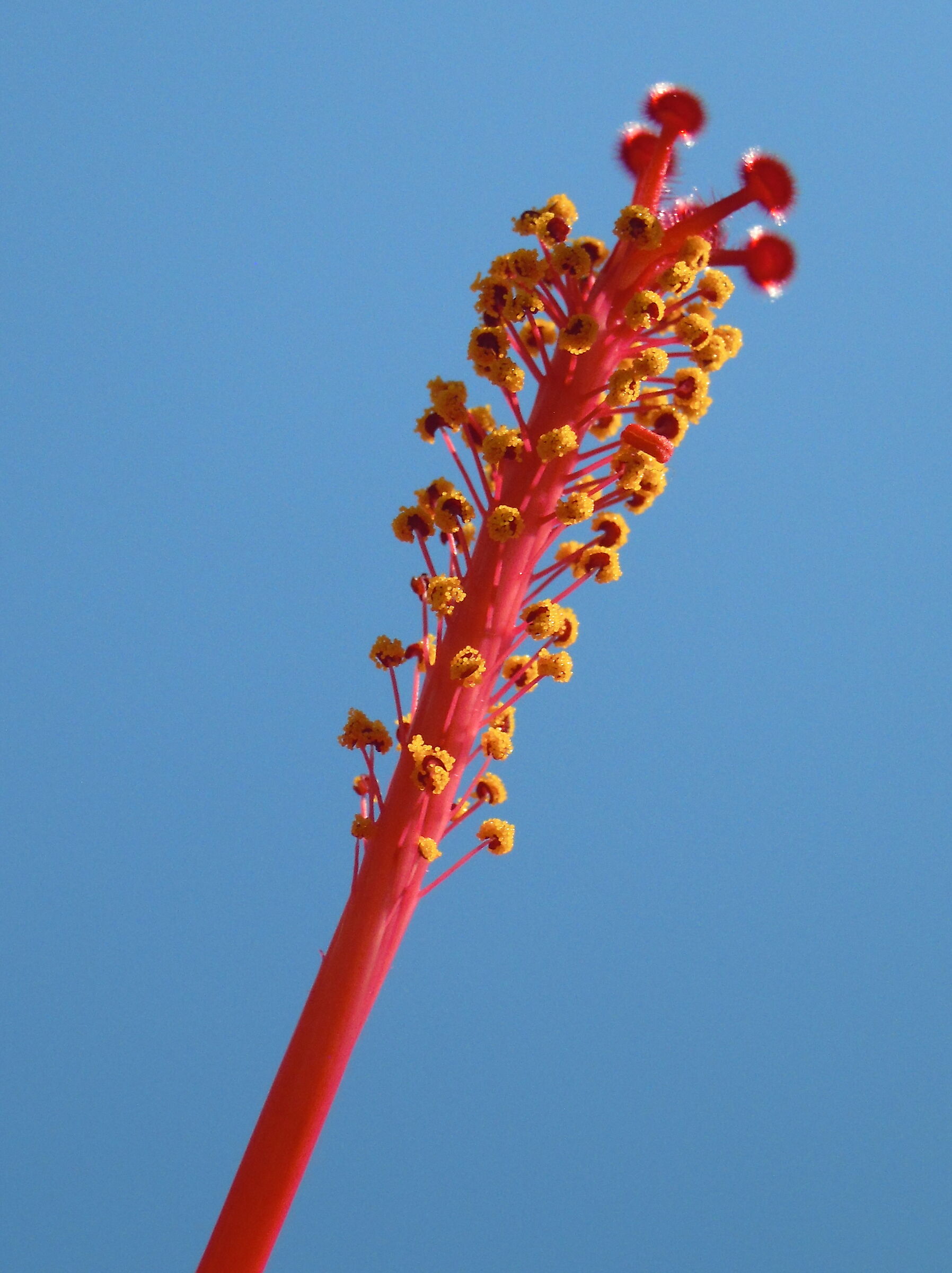 Hibiscus stamens