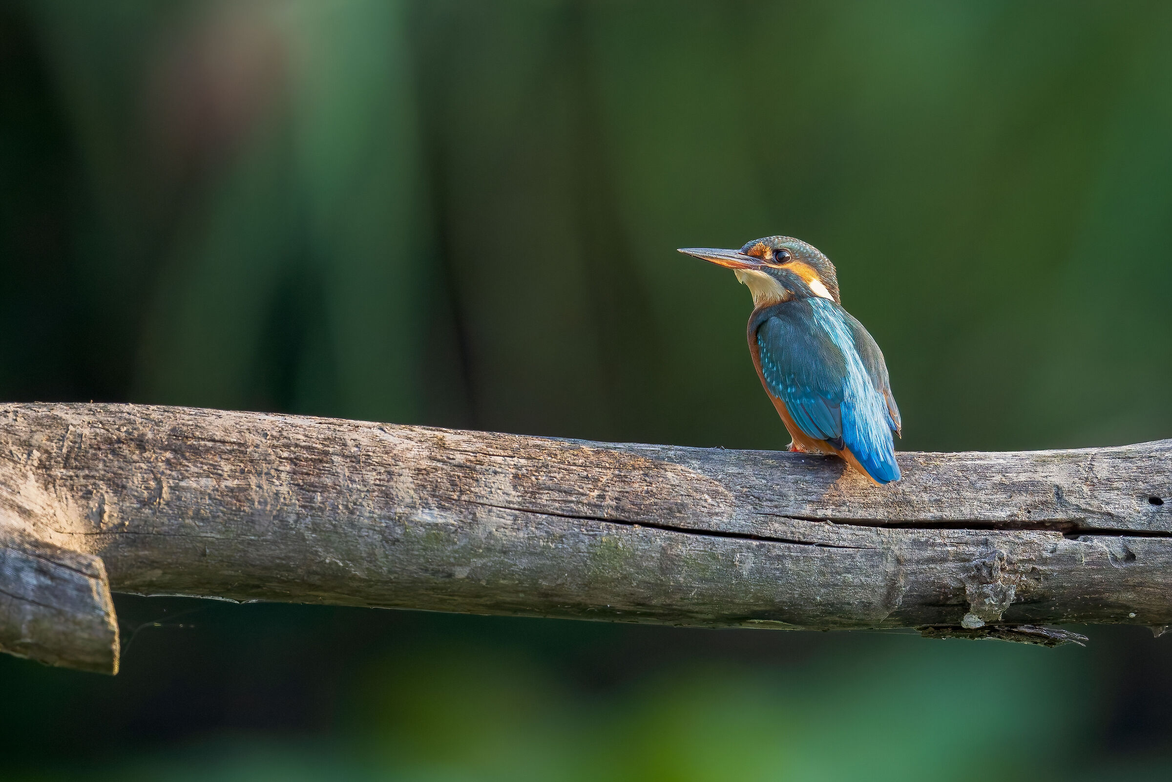 Kingfisher (Brage Marsh)