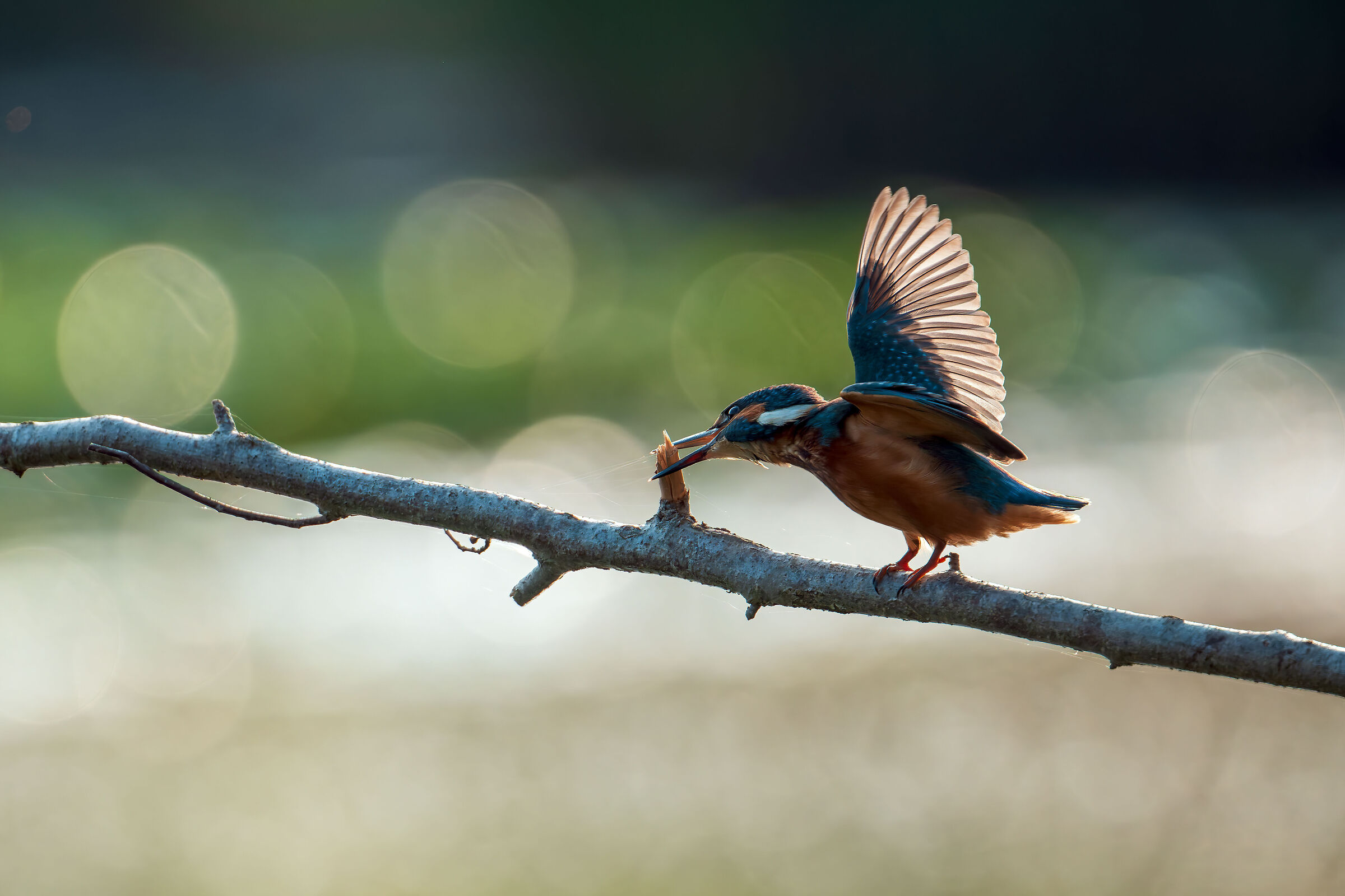 Kingfisher (Brage Marsh)