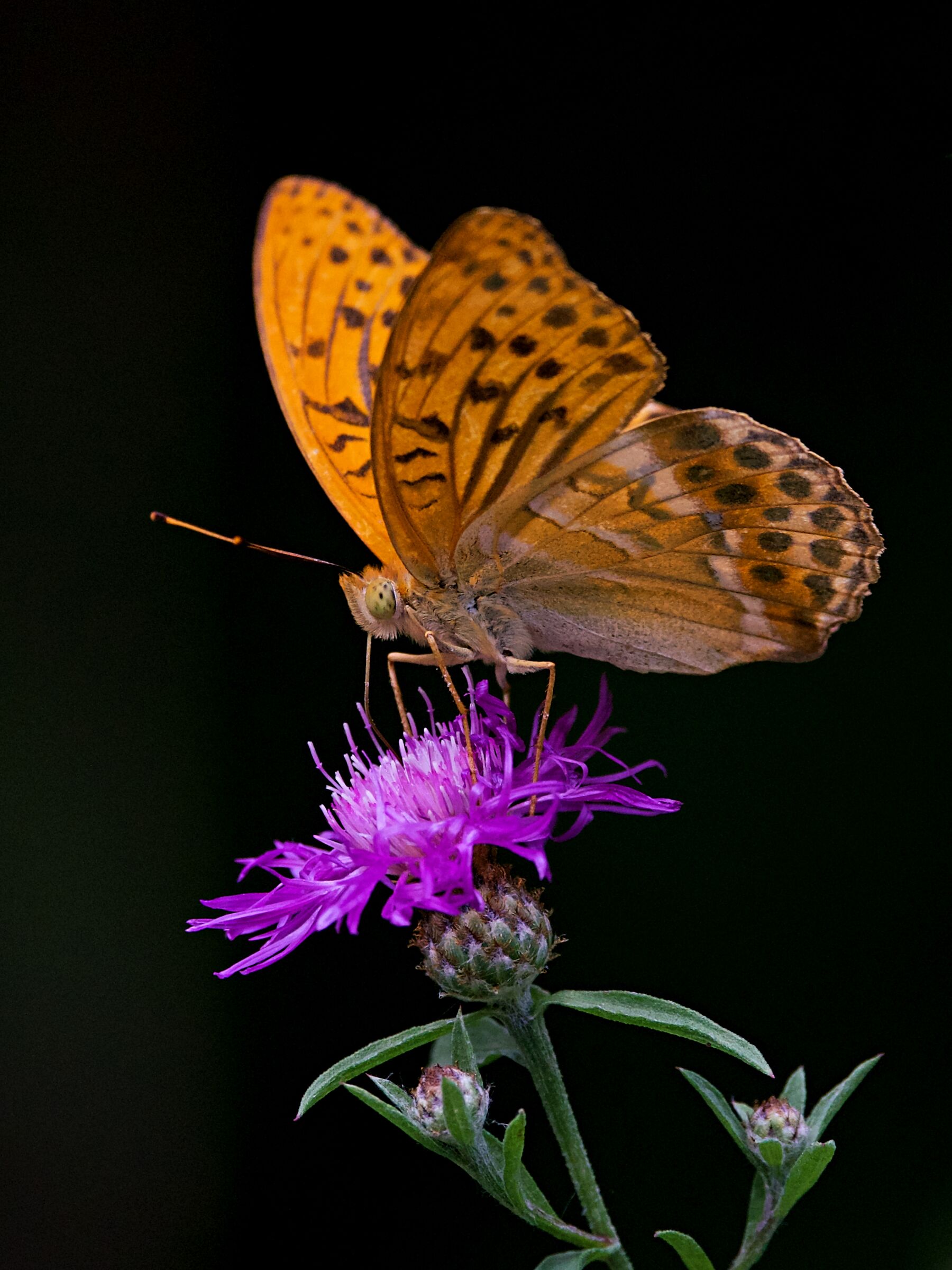 Argynnis paphia "Tabacco di spagna"
