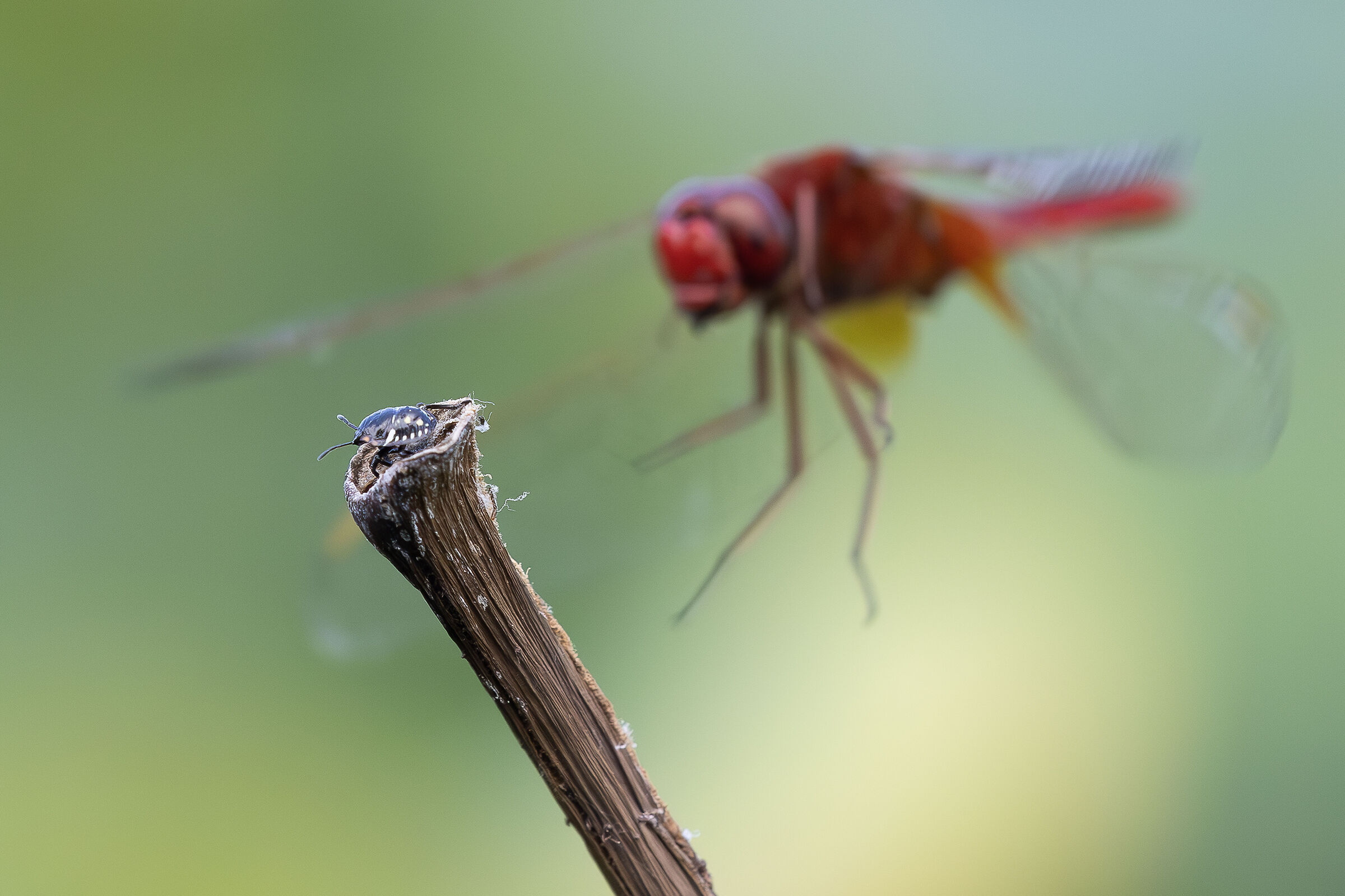 Ho uno strano presentimento .........