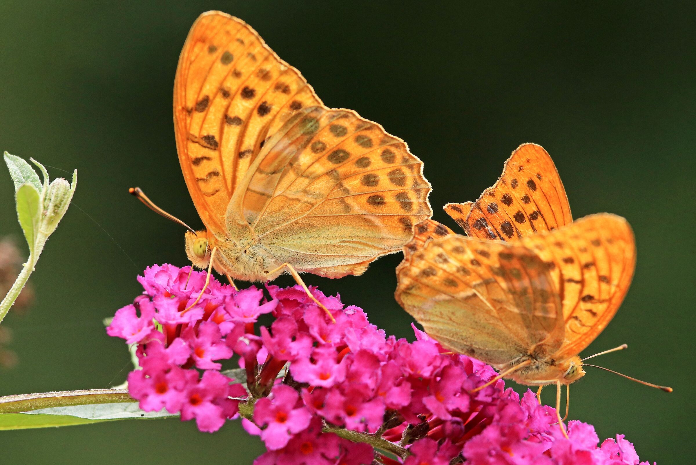 Argynnis paphia on flower
