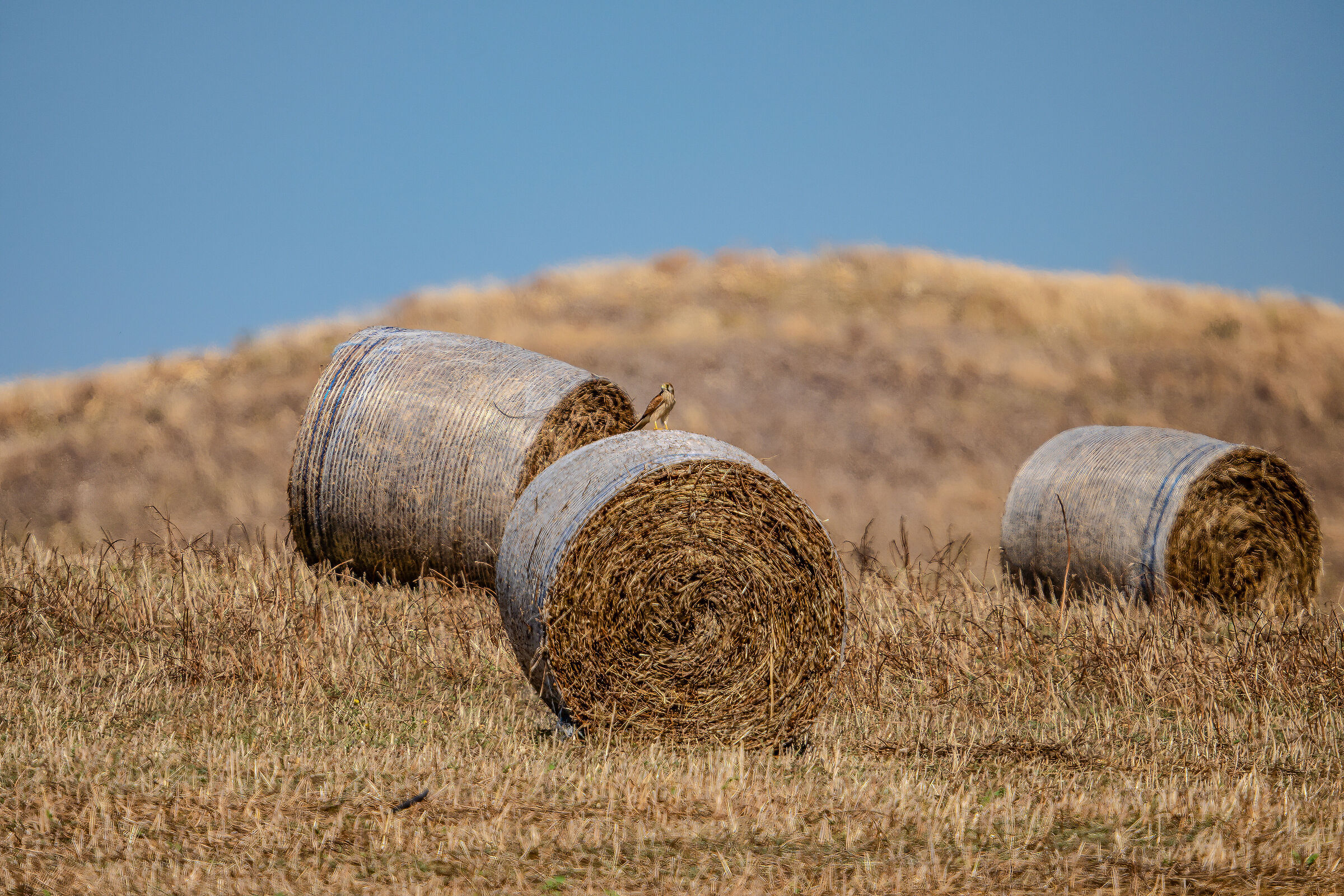 Campagne dell'Alto Belice Corleonese