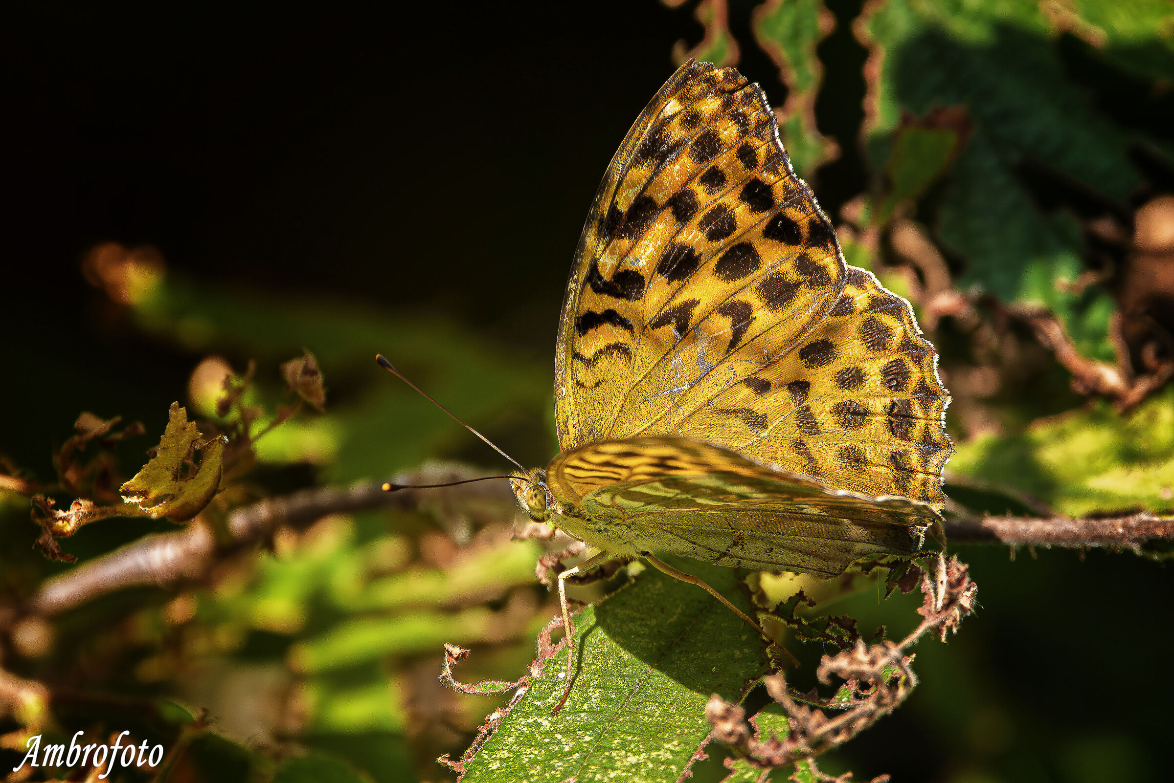 Argynnis paphia