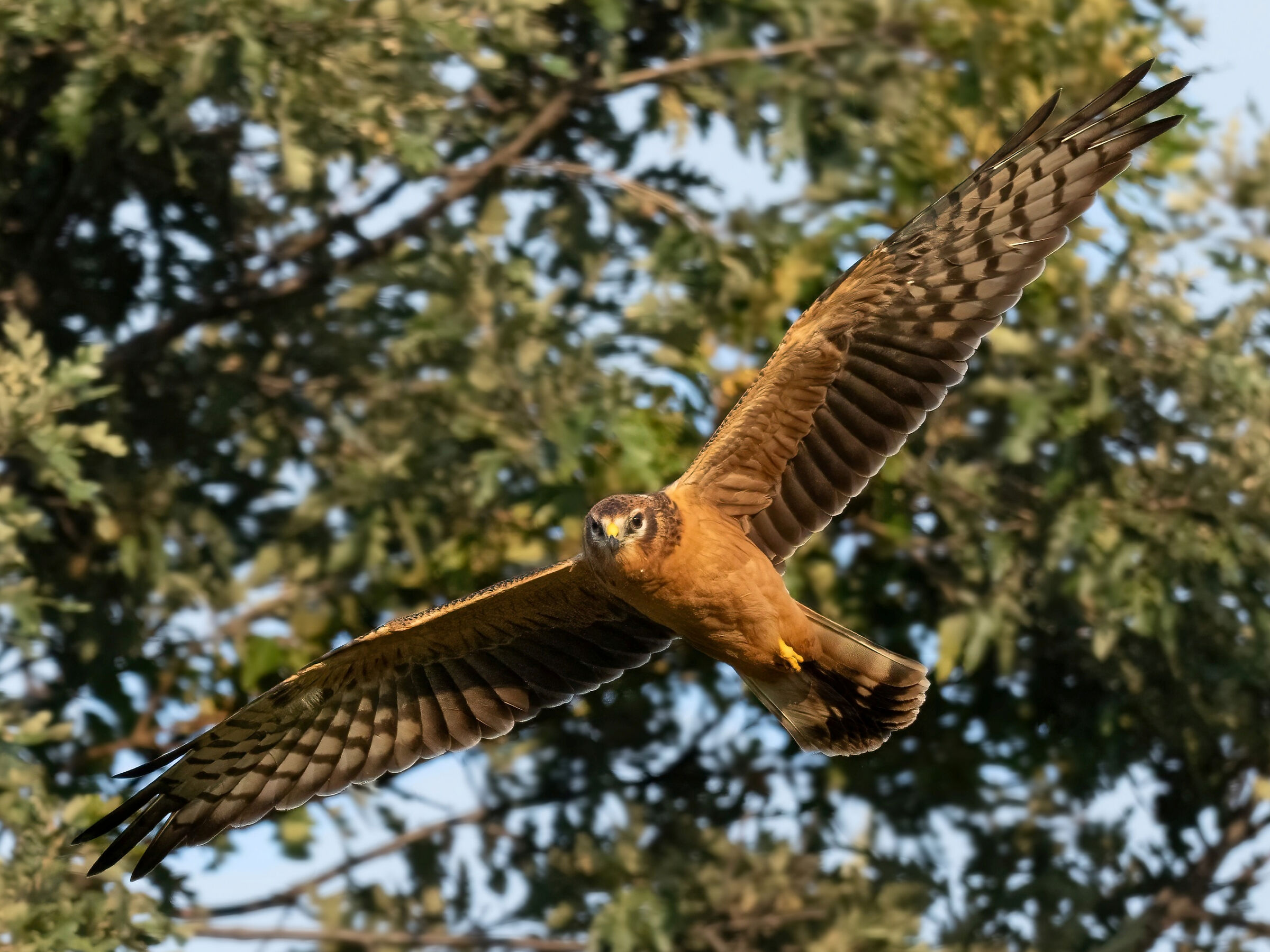 Pale Harrier (Circus macrourus) Juv.
