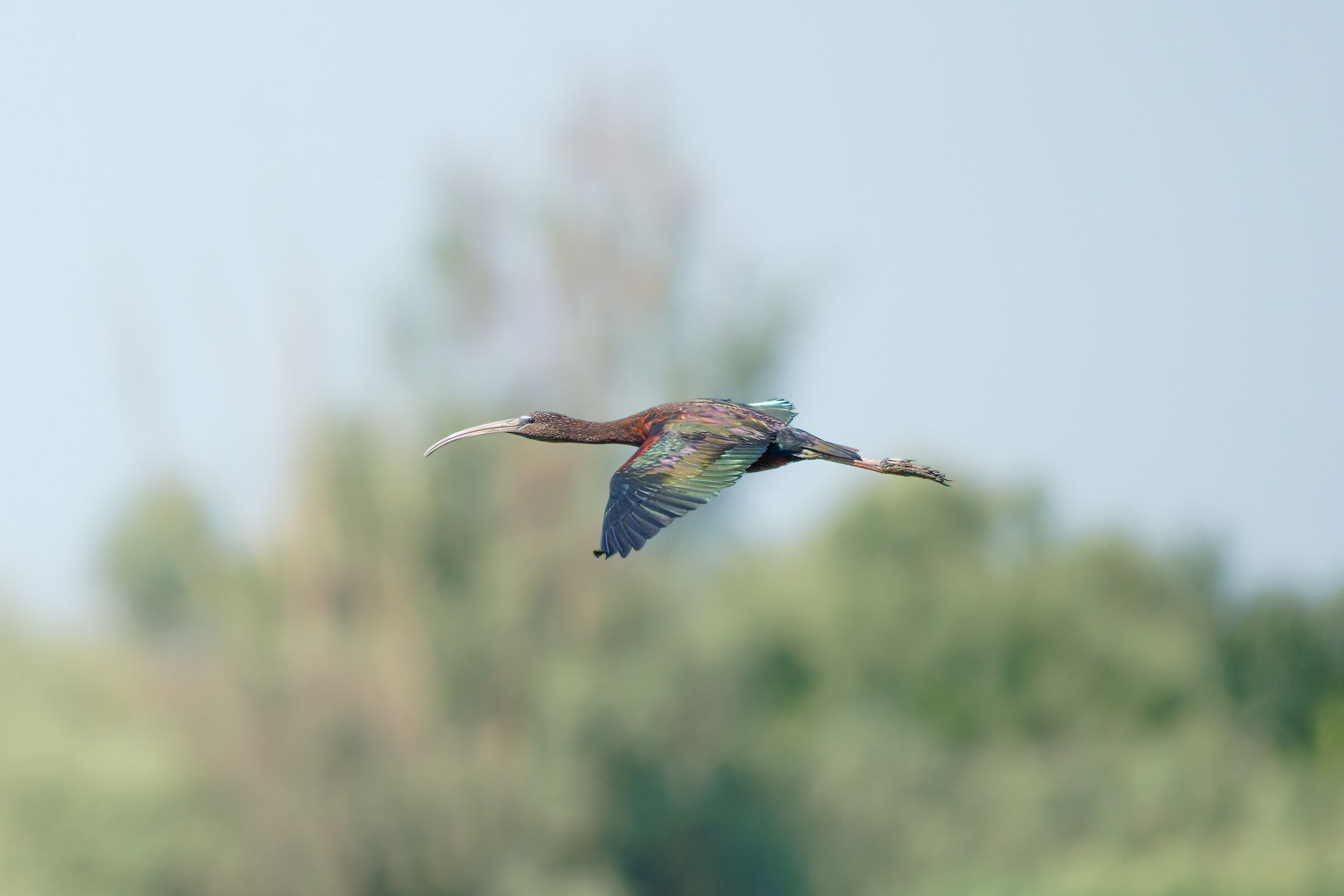 Plegadis falcinellus (Mignattaio)