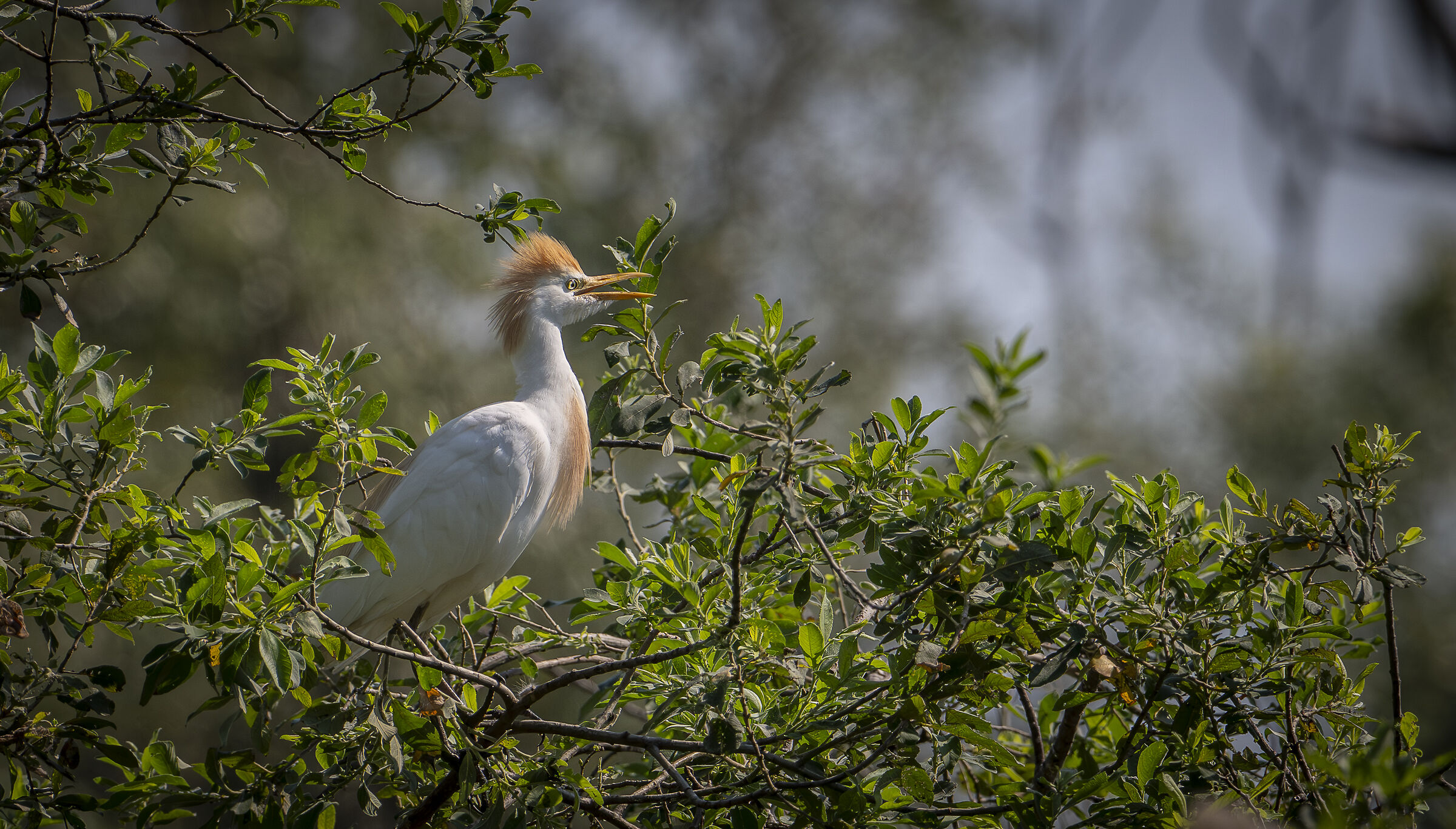 Cattle egret