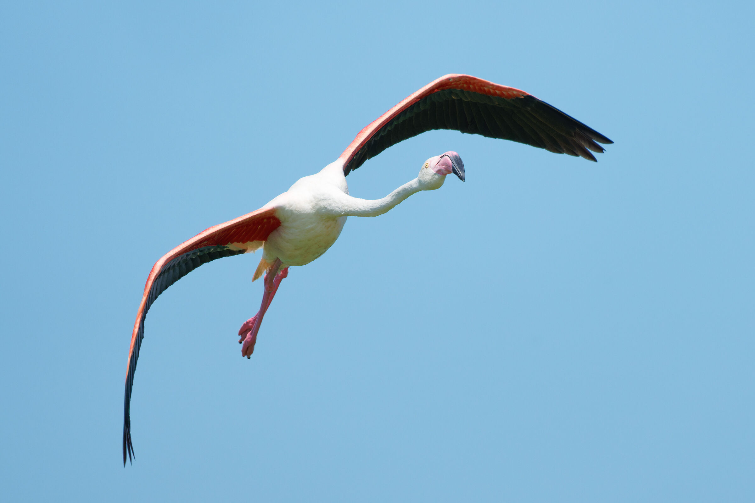 Phoenicopterus roseus