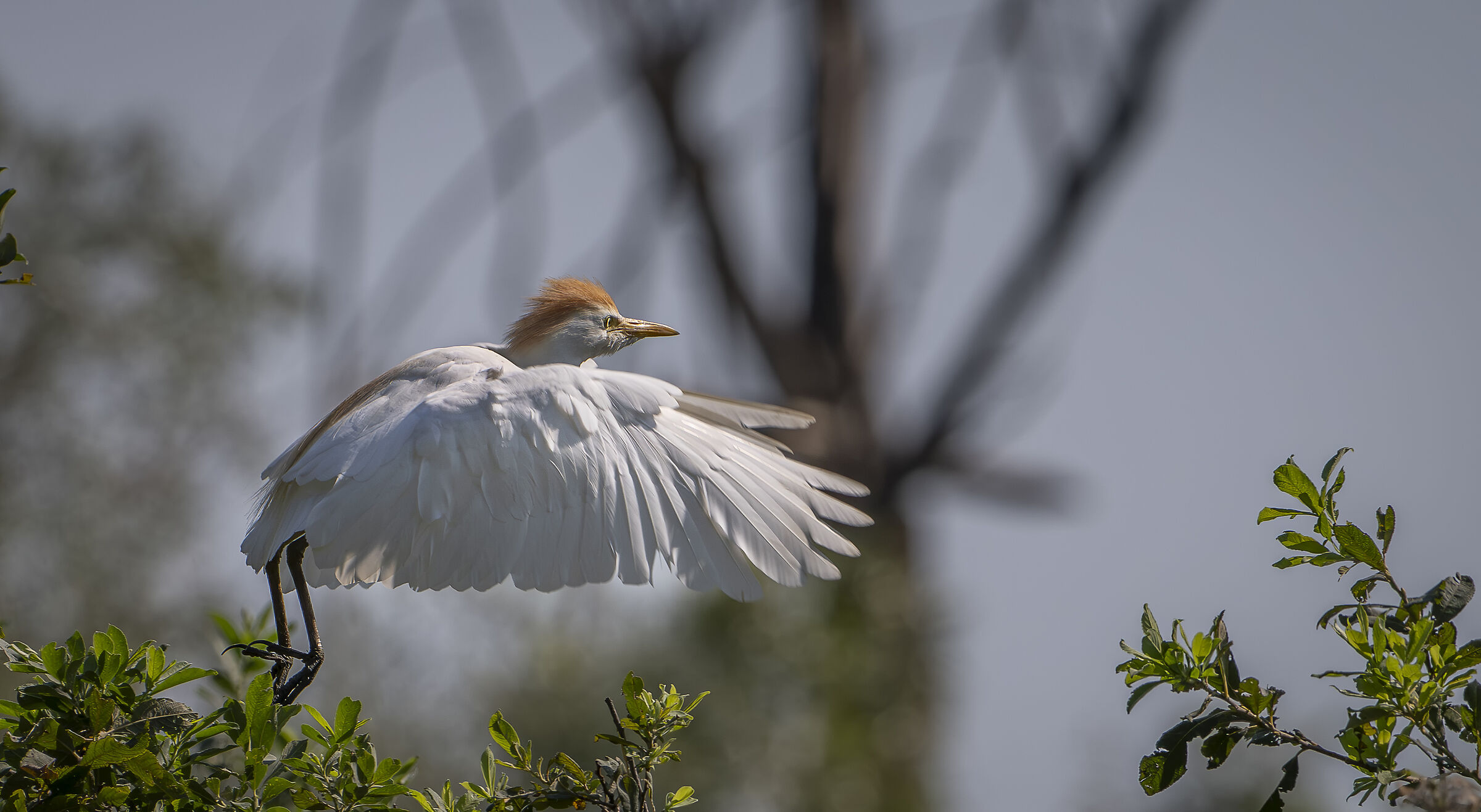 Cattle egret