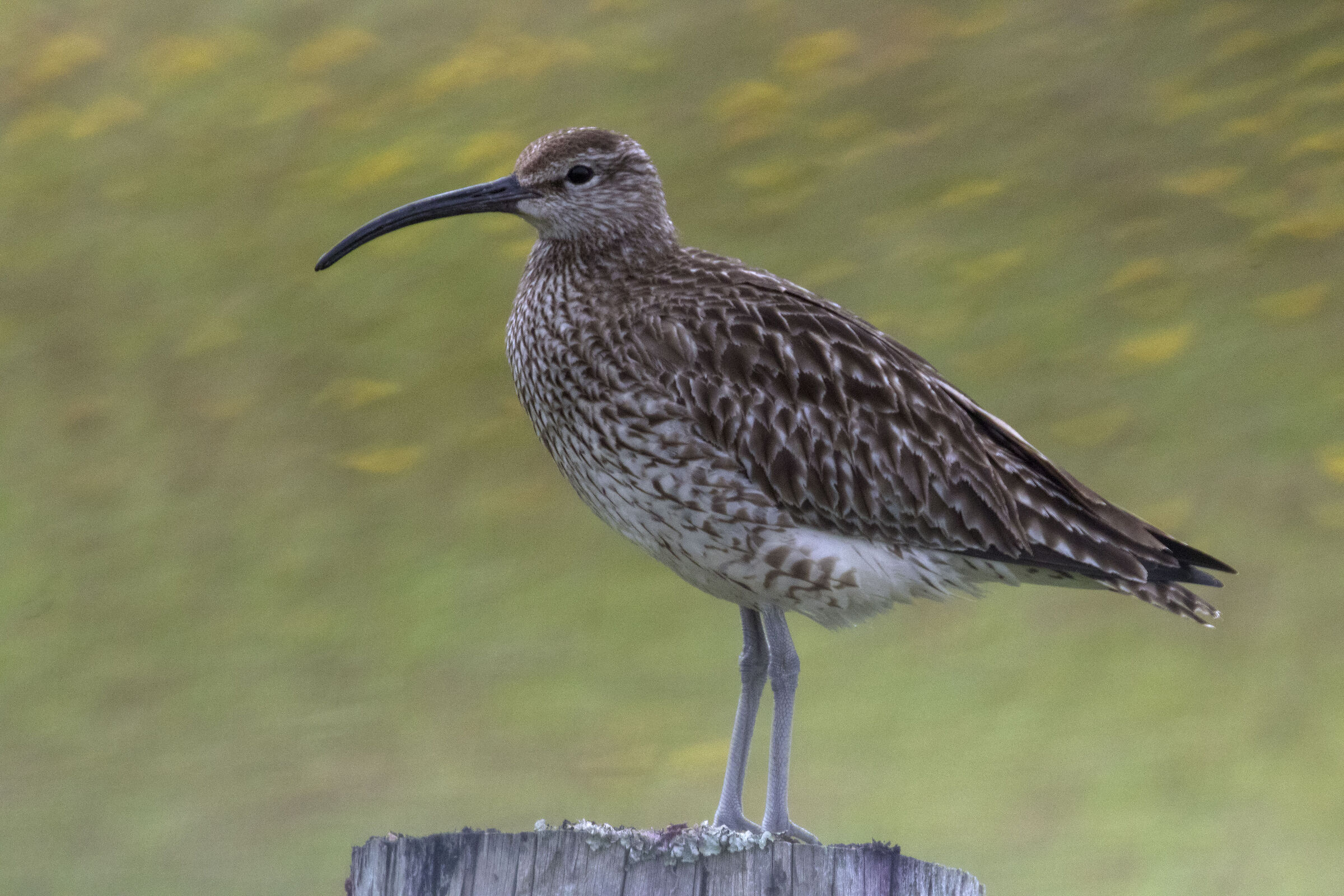 Curlew (Iceland)