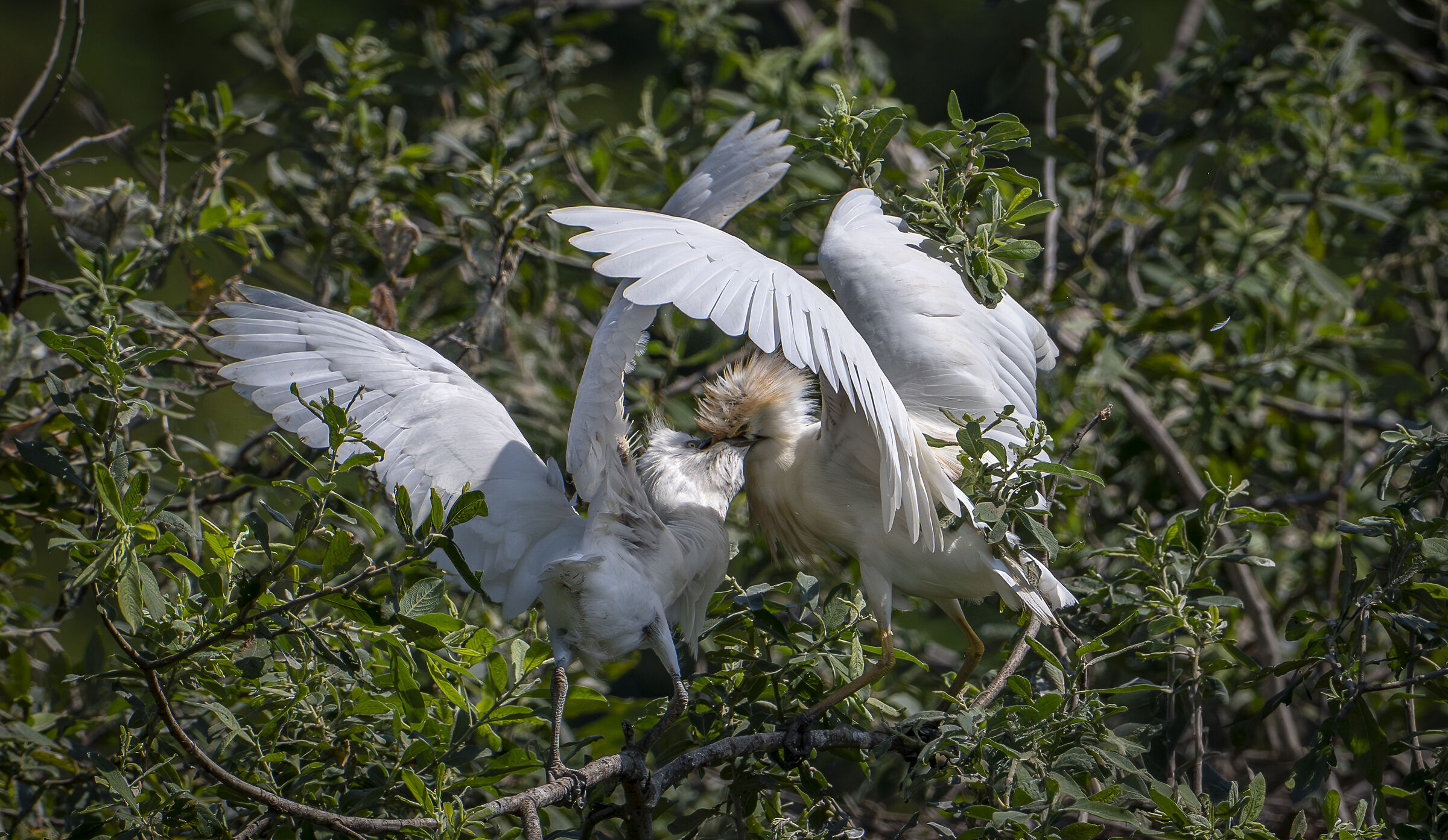 The cattle egret's pullet