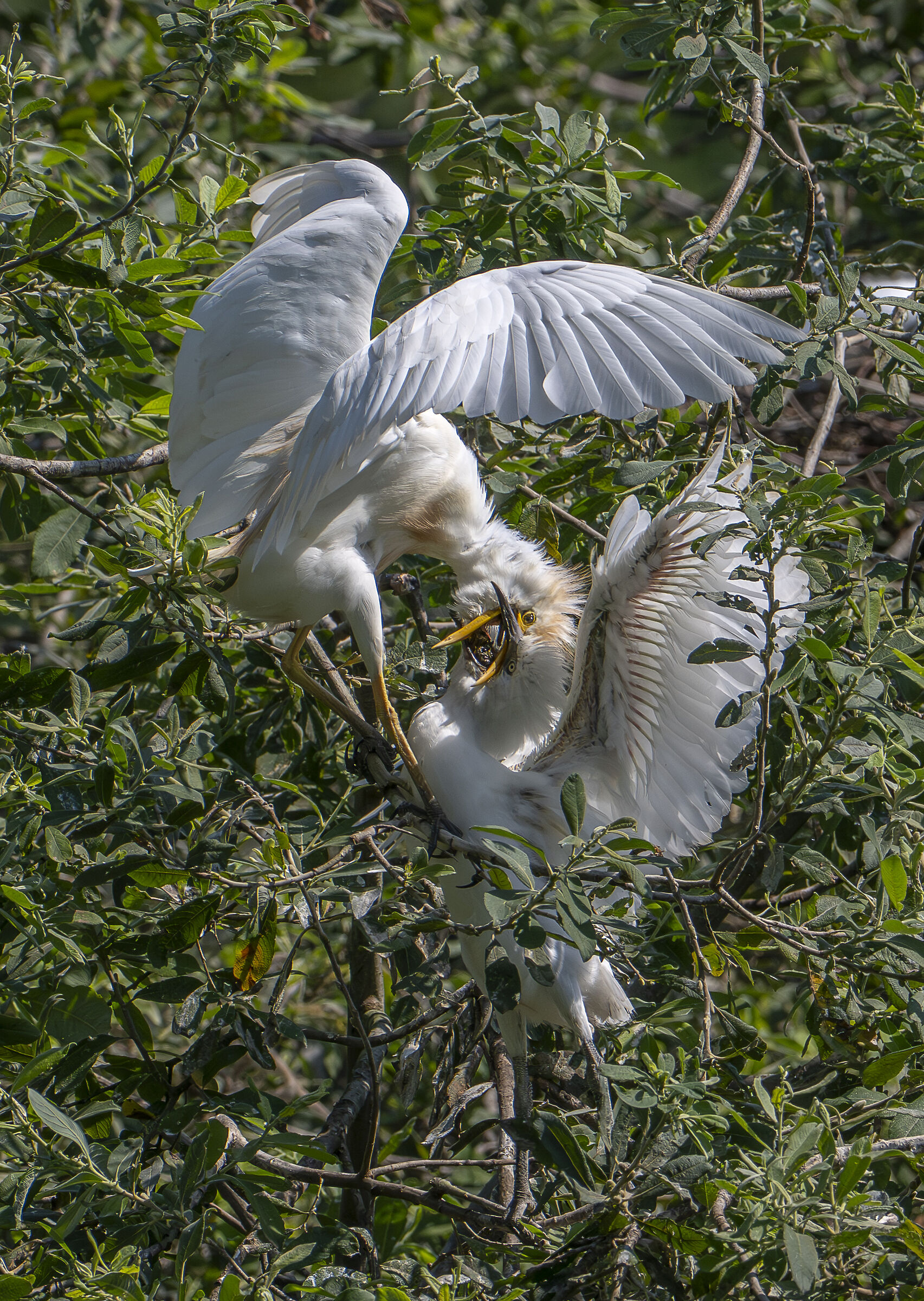 The cattle egret's pullet
