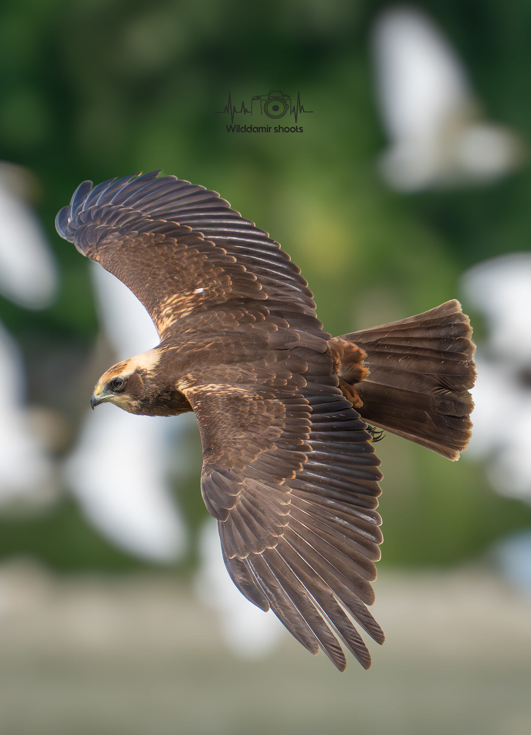 Marsh Harrier