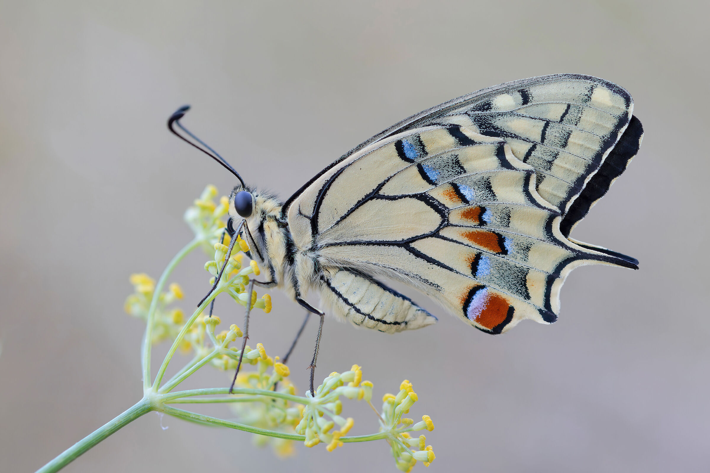 Papilio machaon