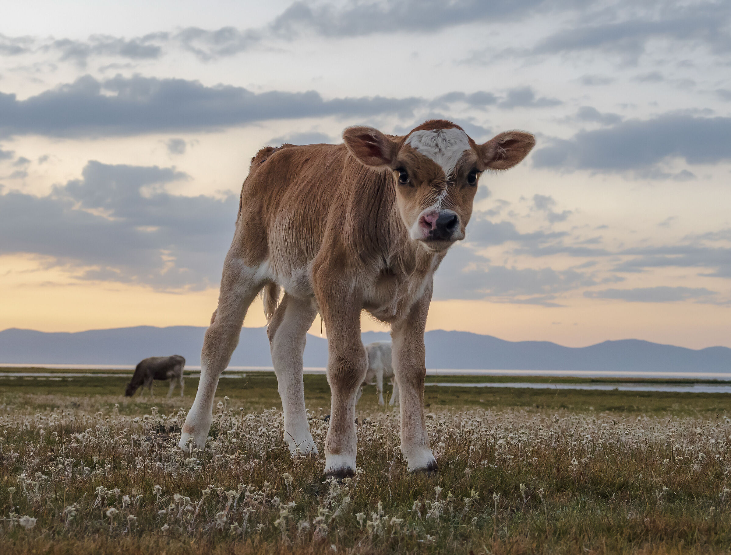 A curious calf