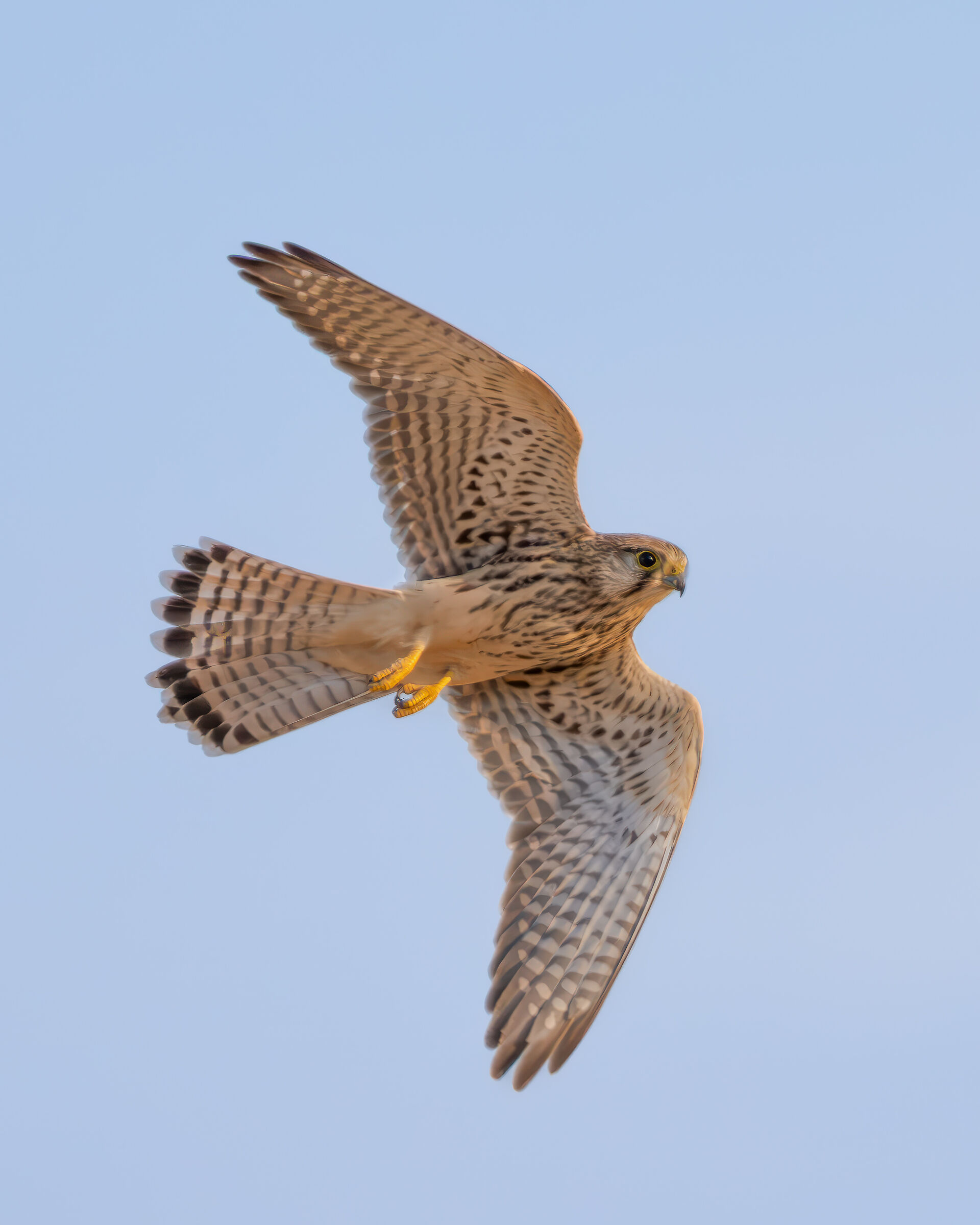 Lesser Kestrel in flight