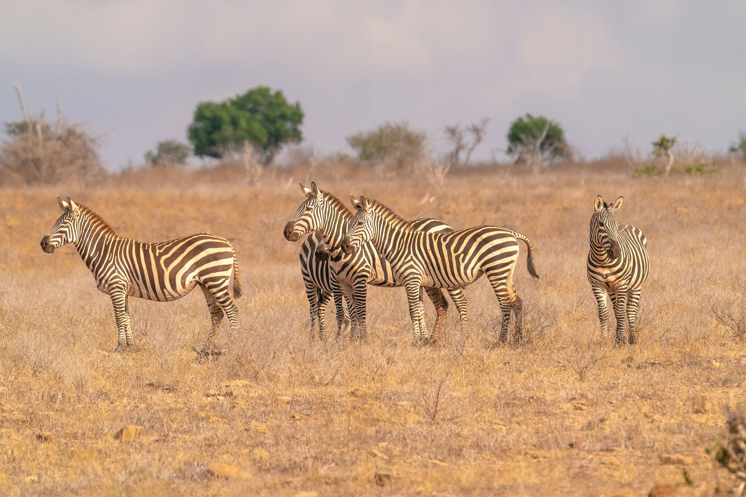 Zebras