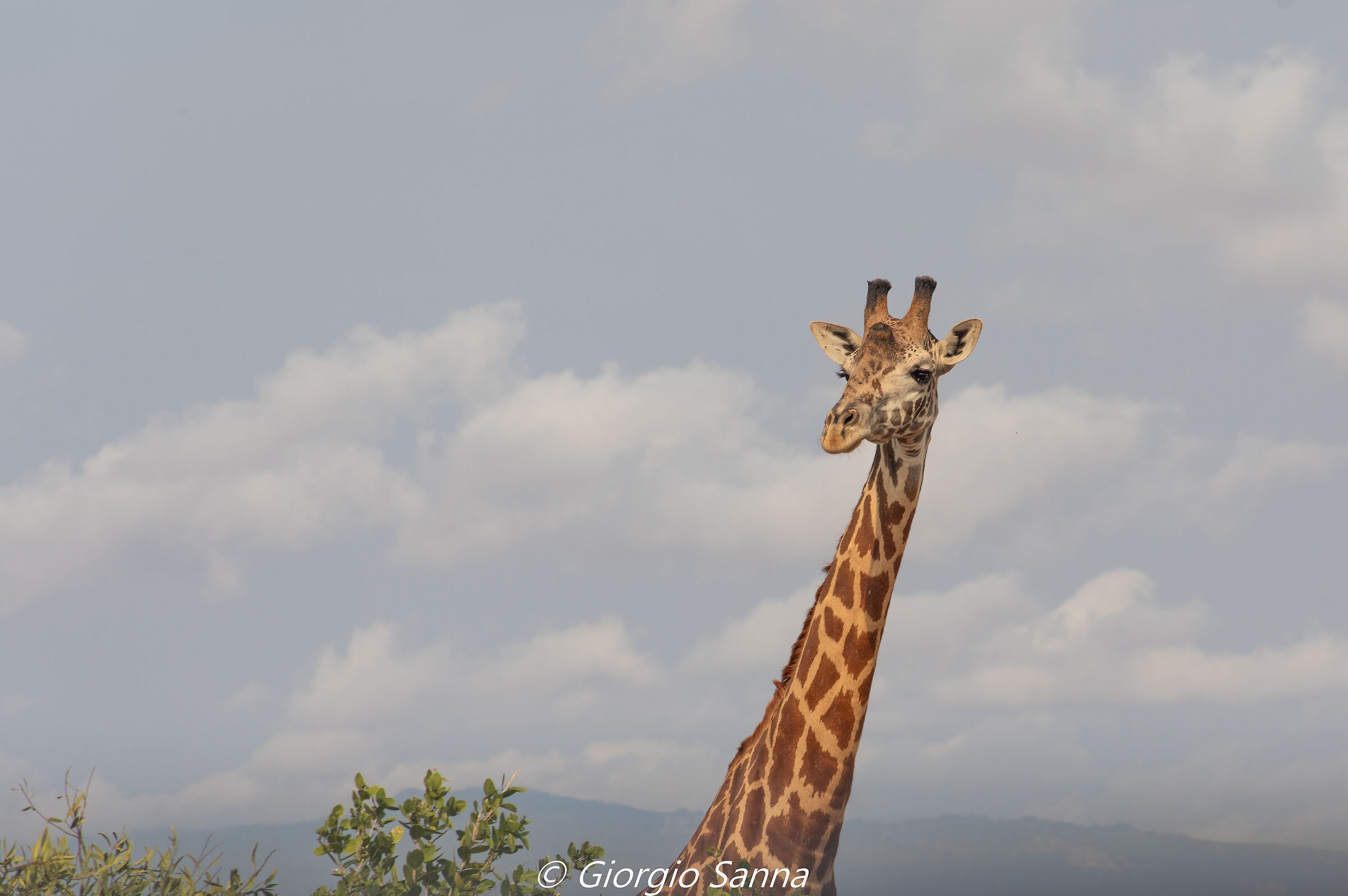 Giraffe