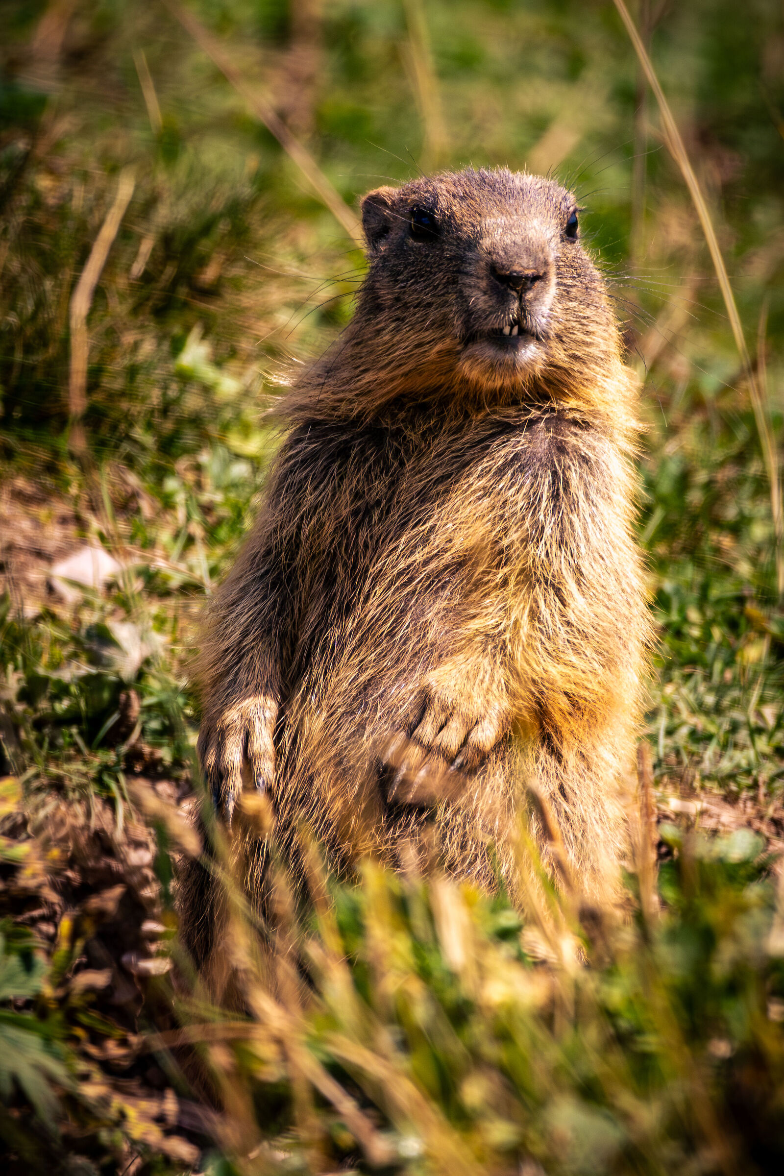Marmotta