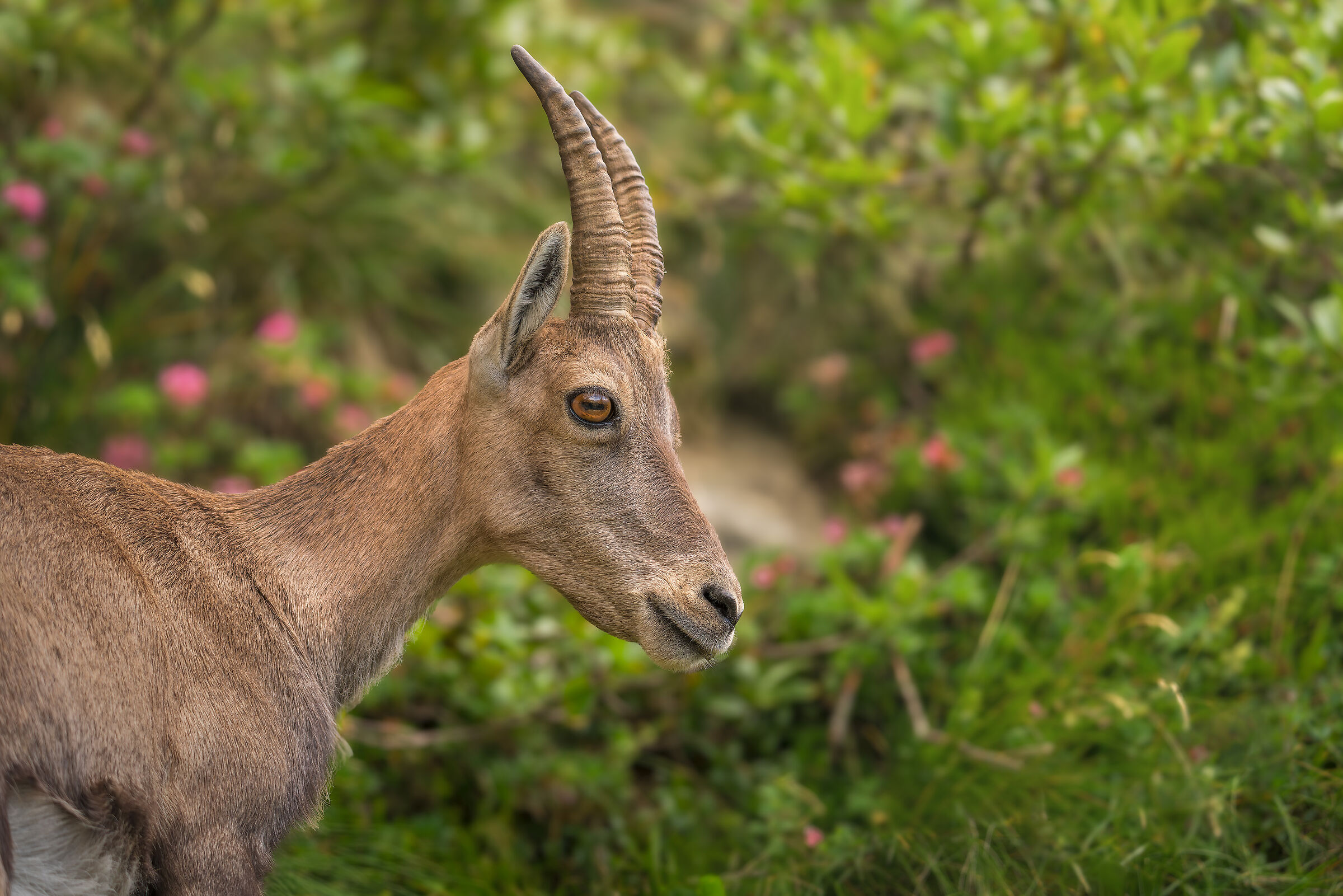 Ibex on the Montasio plateau