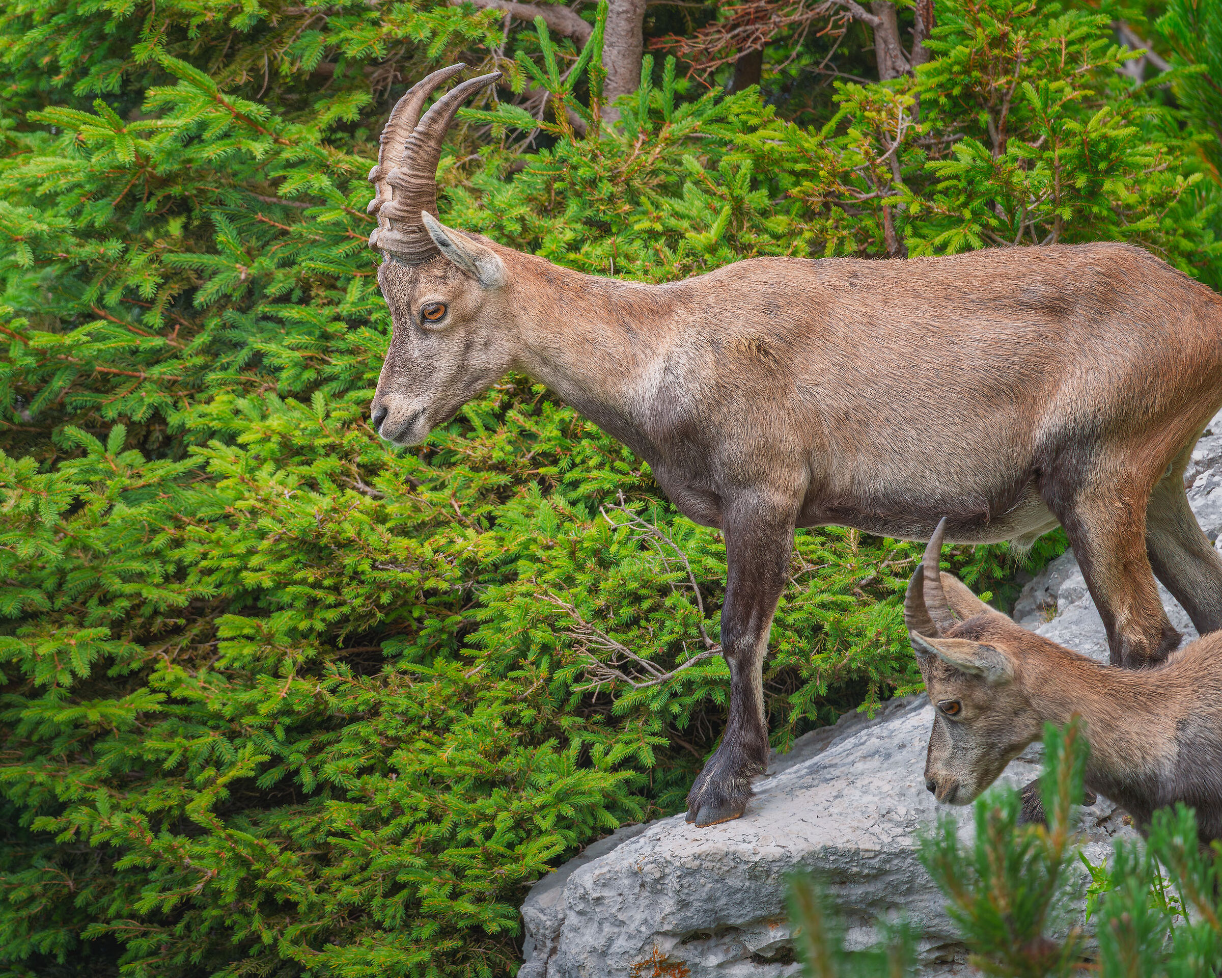 Ibex on the Montasio plateau