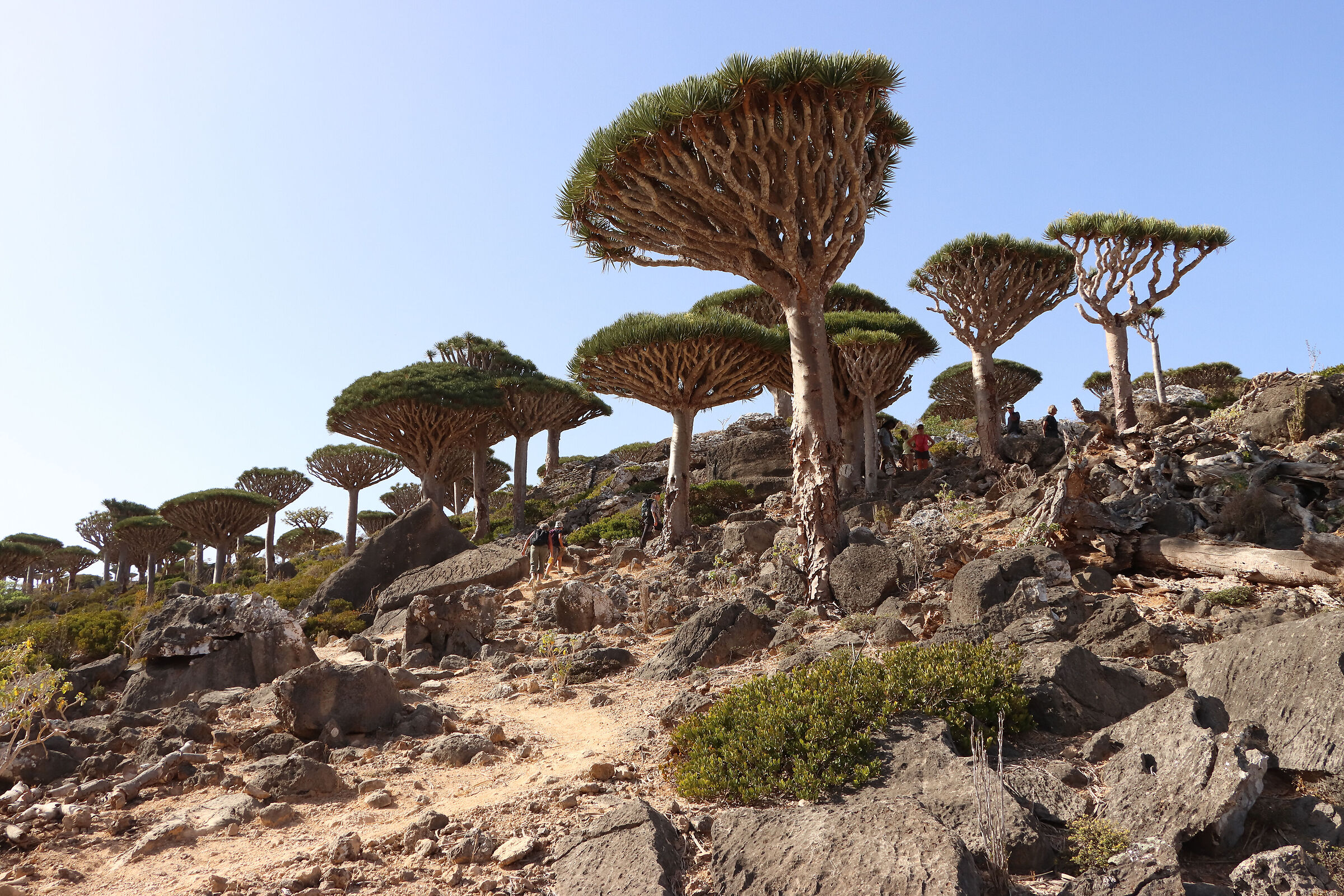 S O C O T R A - Cinnabari Dracene Forest