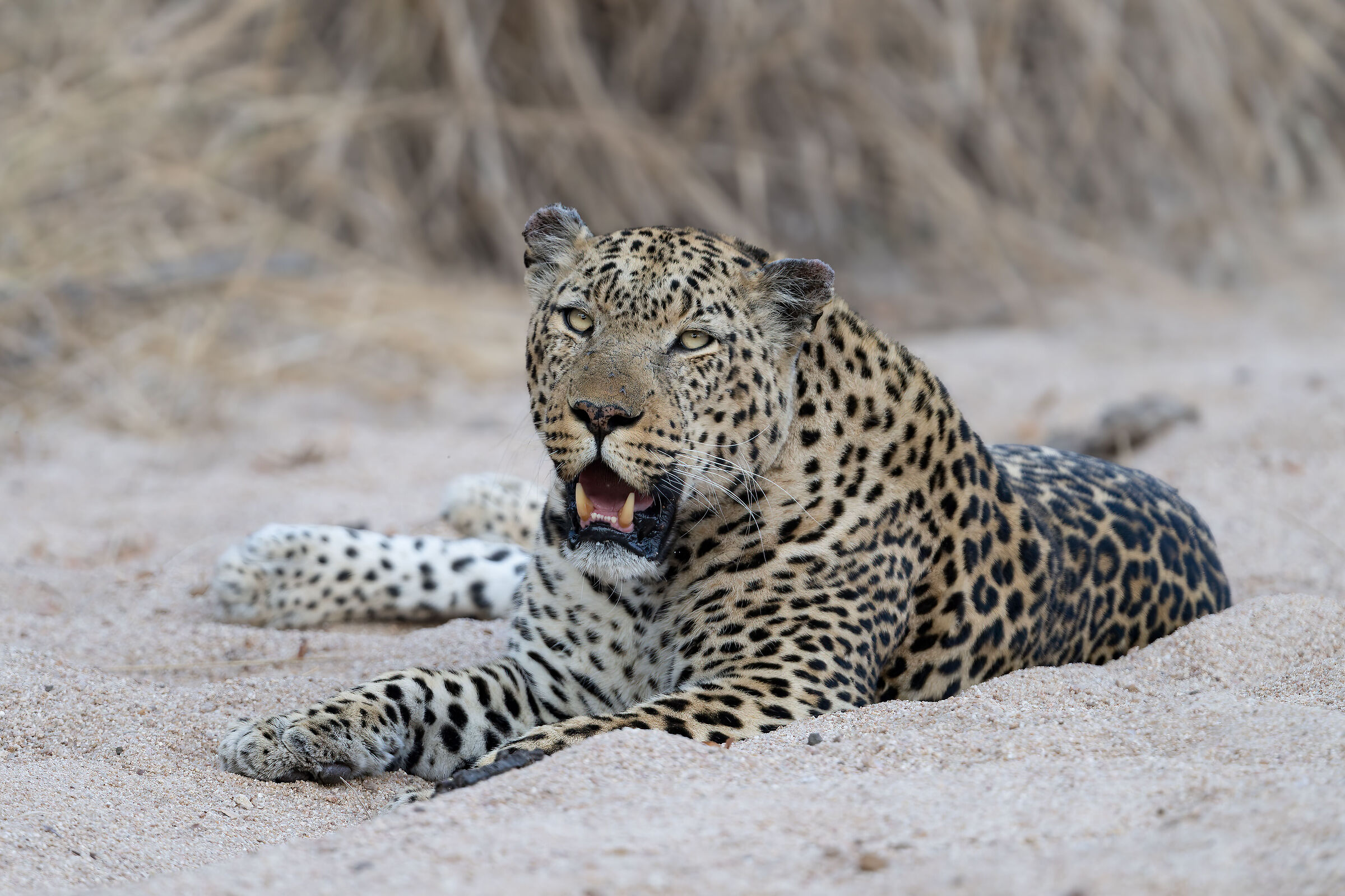 Leopard -Mala Mala Reserve - Kruger Nation Park - ??
