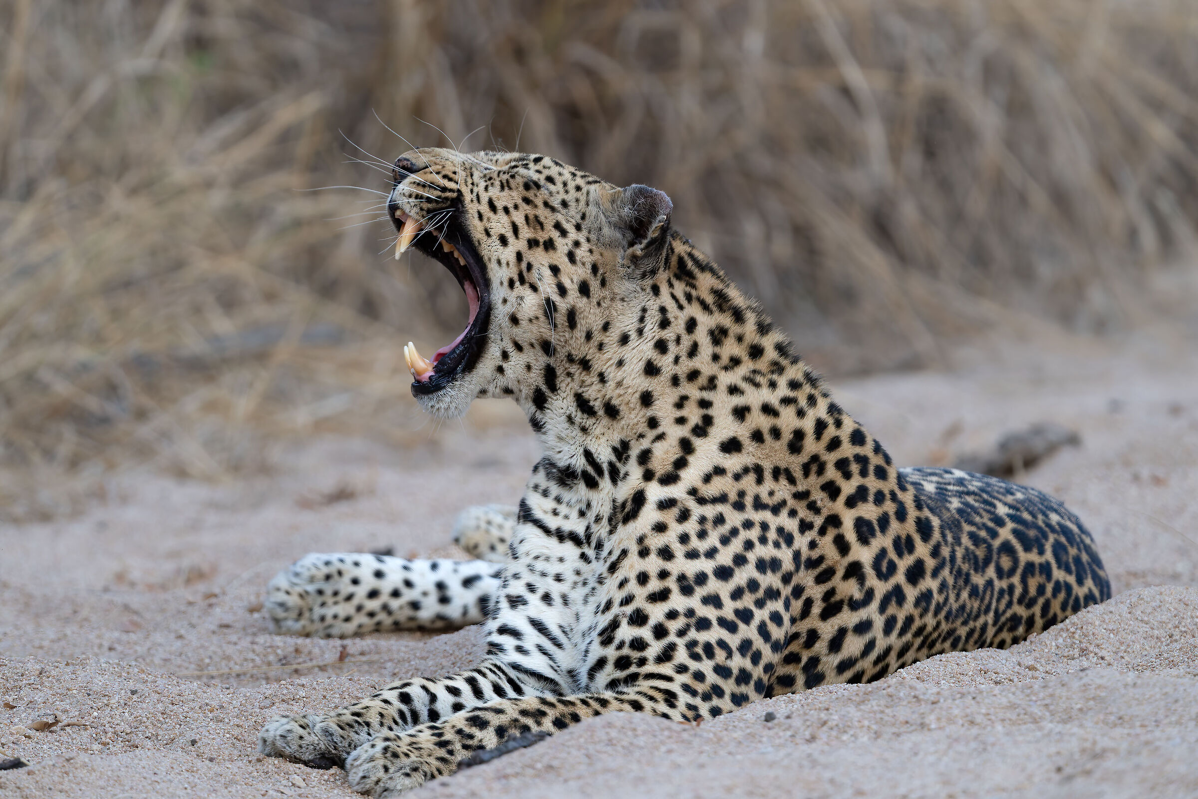 Leopard -Mala Mala Reserve - Kruger Nation Park - ??