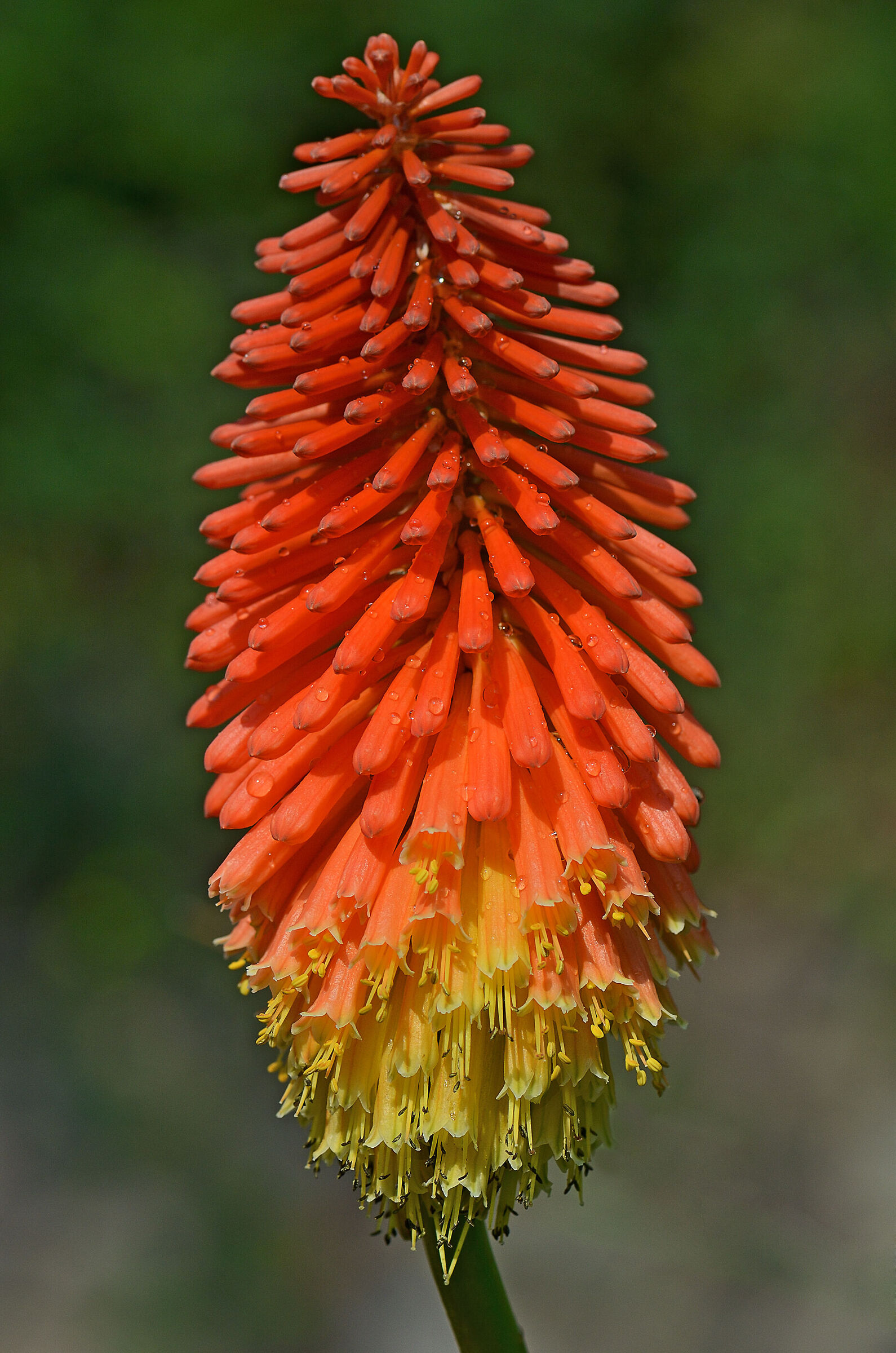 Kniphofia