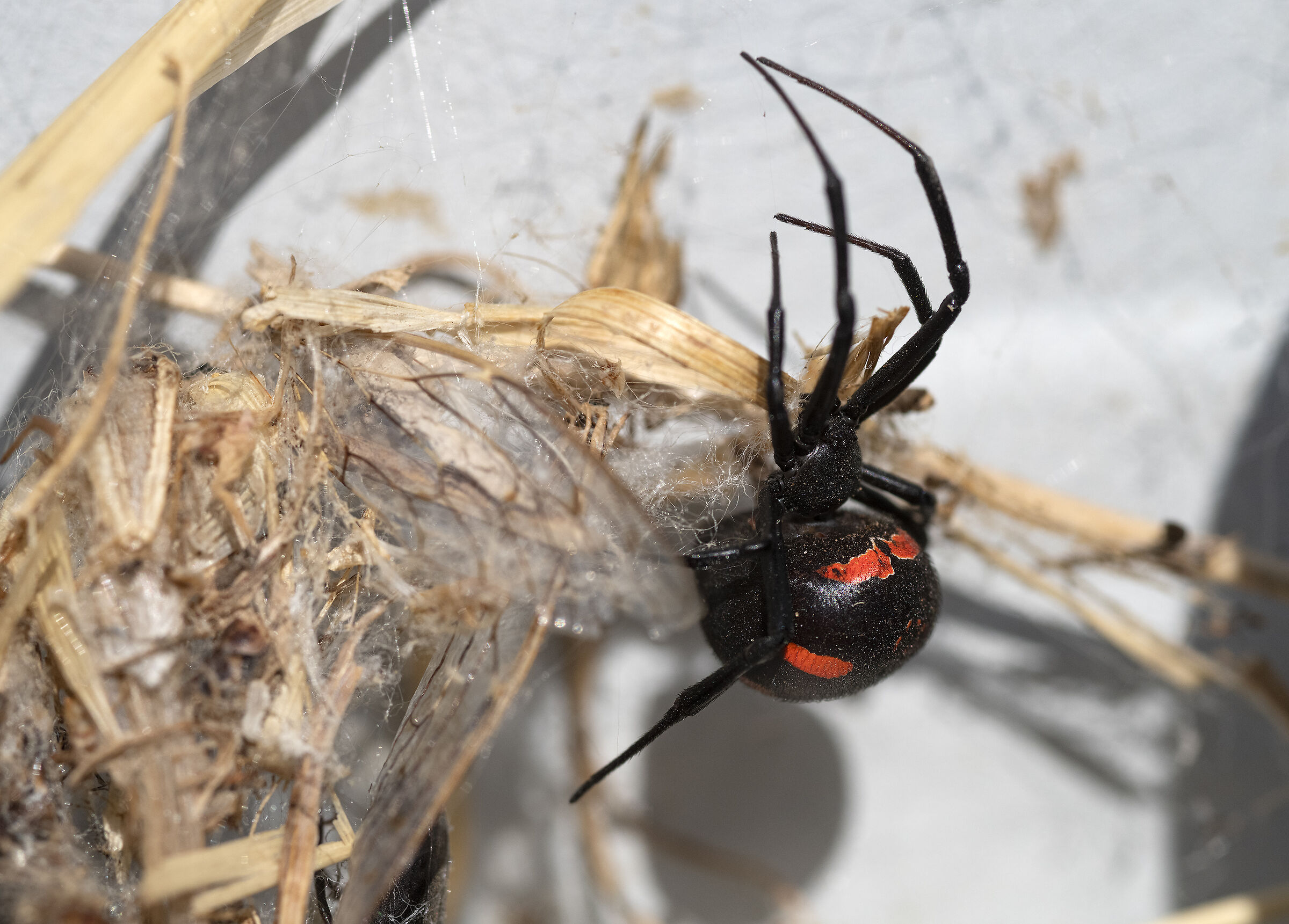 Latrodectus tredecimguttatus nido