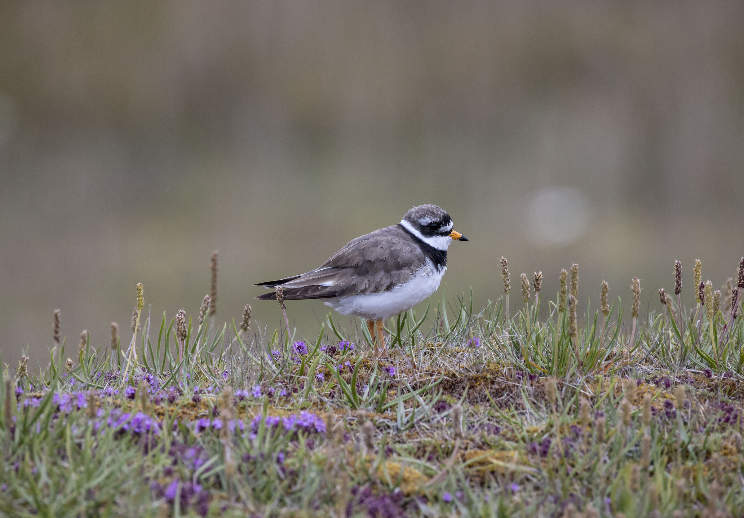 Corriere Grosso (Iceland)