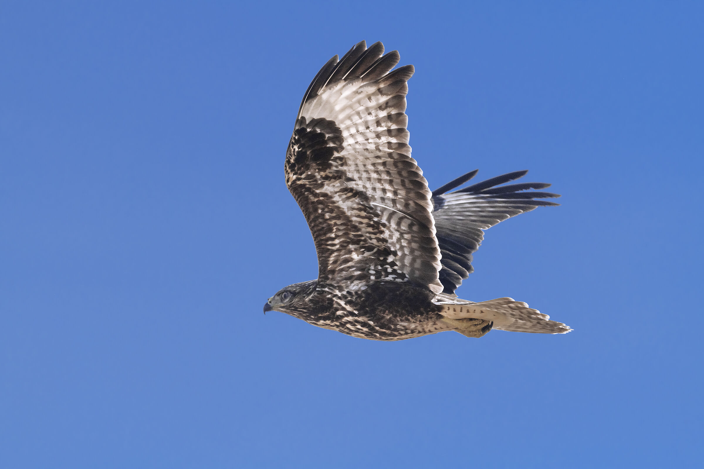 Recently flown buzzard