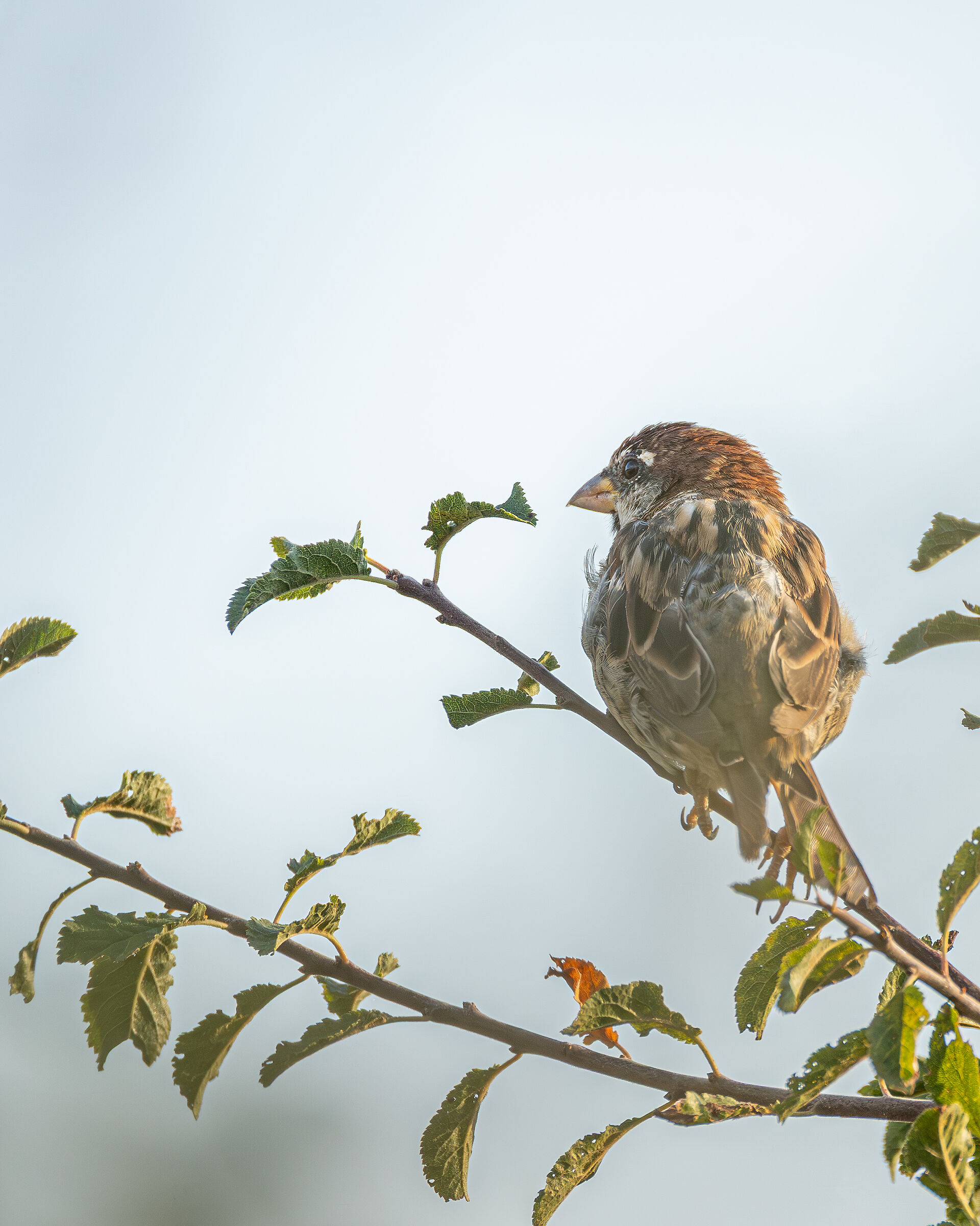 Sparrow at sunset